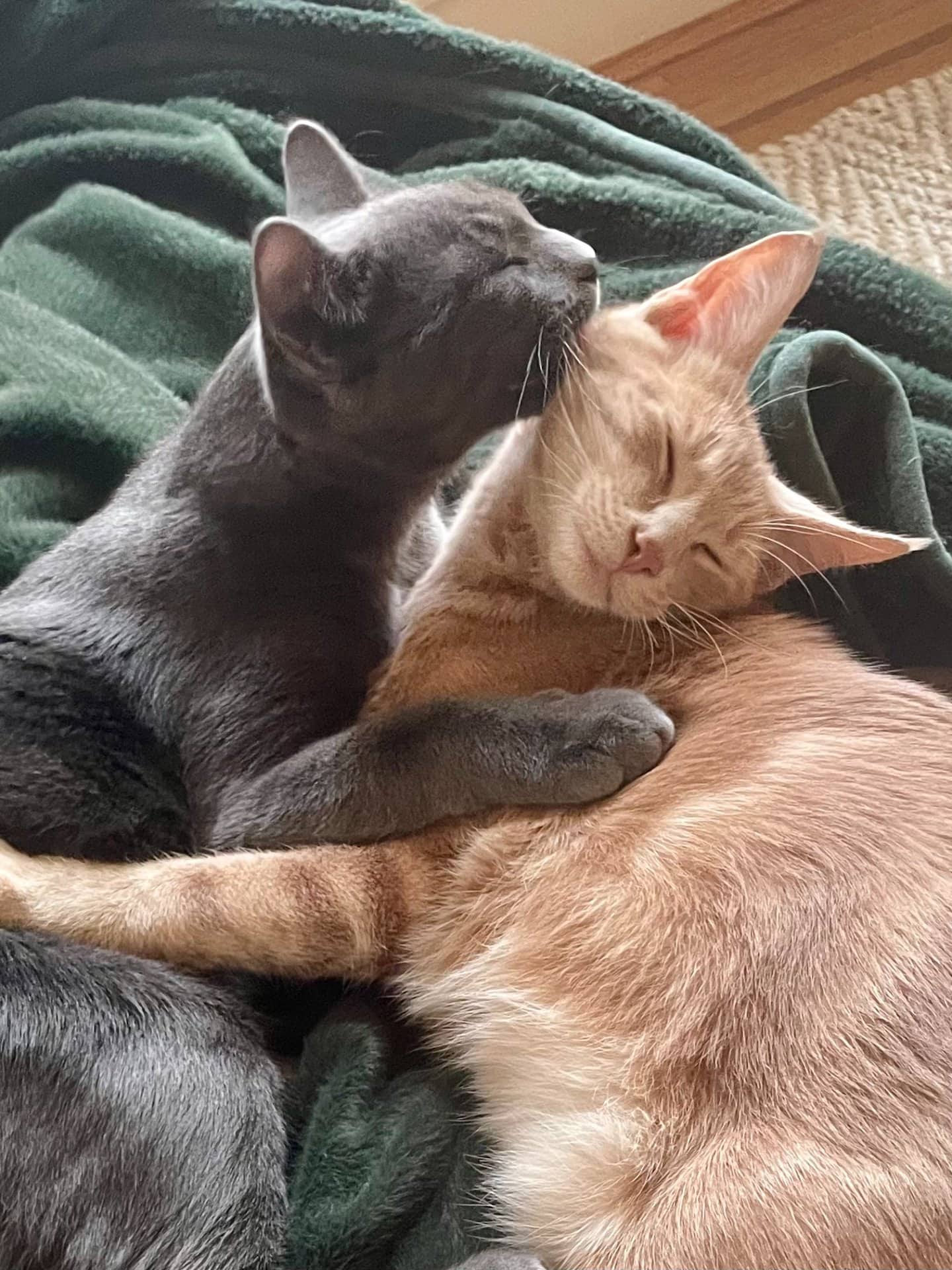 Freddie - Domestic Shorthair available for adoption