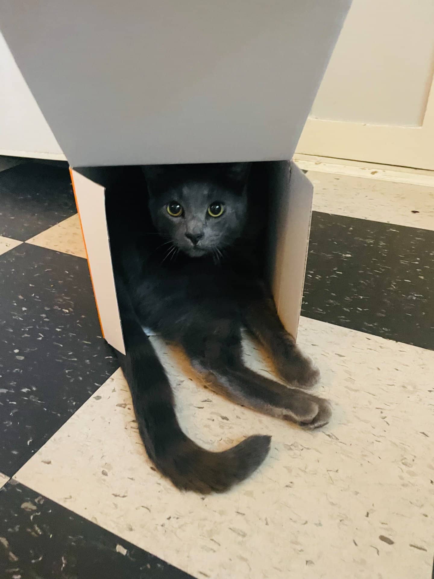 Iggy - Domestic Shorthair available for adoption