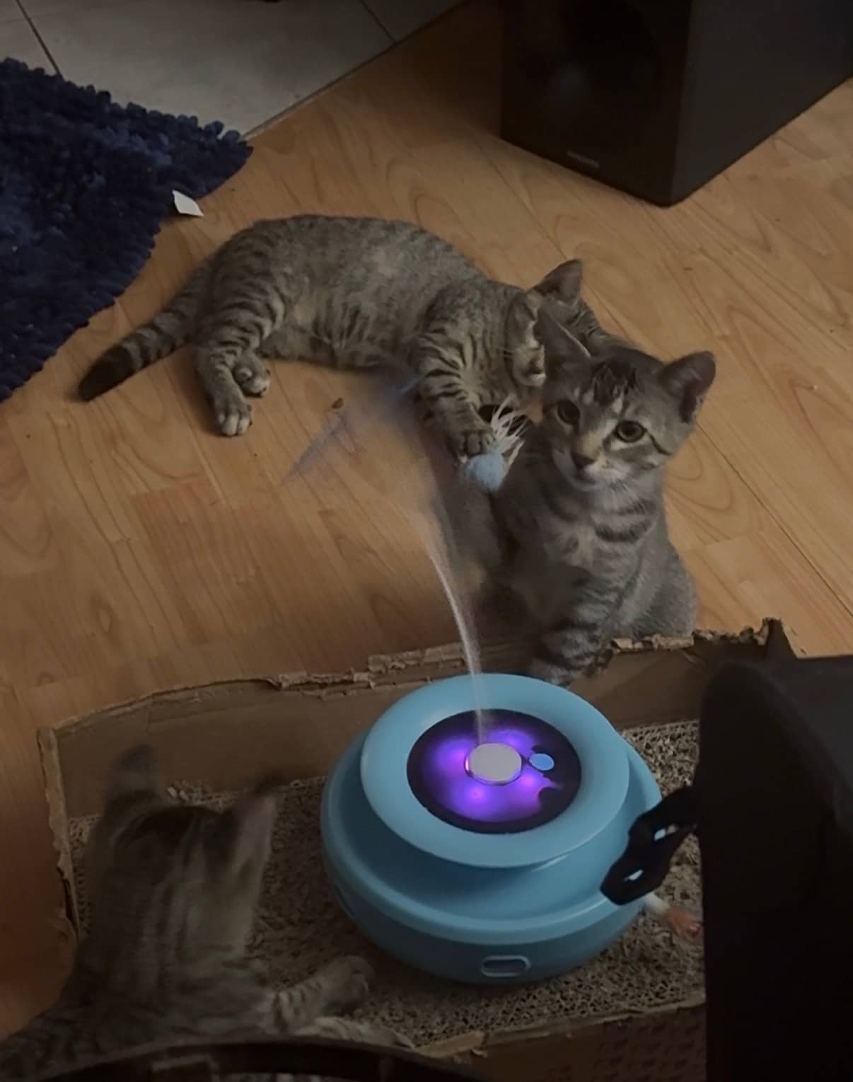 kitty, Tabby, chat à adopter au Québec