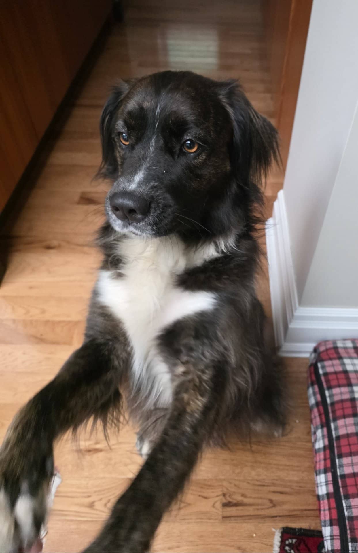Rocky - Australian Shepherd Mix available for adoption at Owner Rehoming in Toronto (1 of 4)