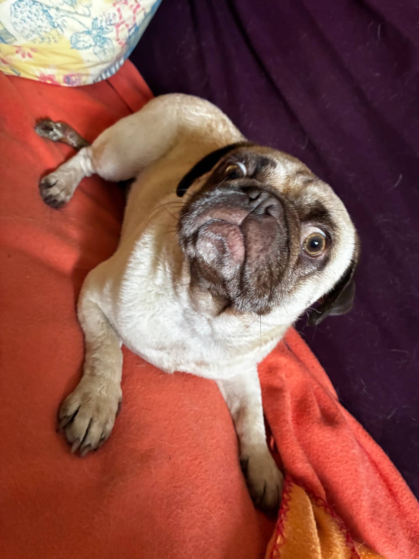 Coco - Pug available for adoption at Owner Rehoming in Winnipeg (1 of 5)