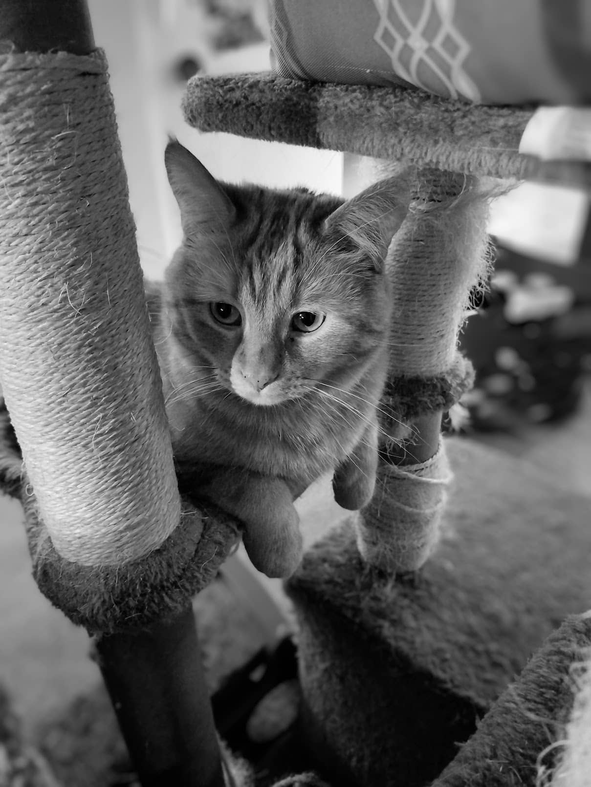 fluffy - Domestic Medium Hair available for adoption