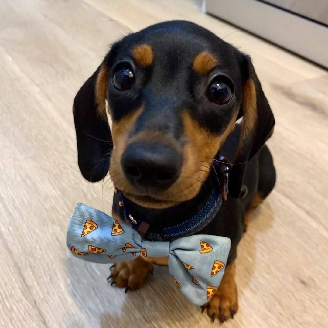 Flora - Dachshund available for adoption at Owner Rehoming in Toronto (1 of 2)