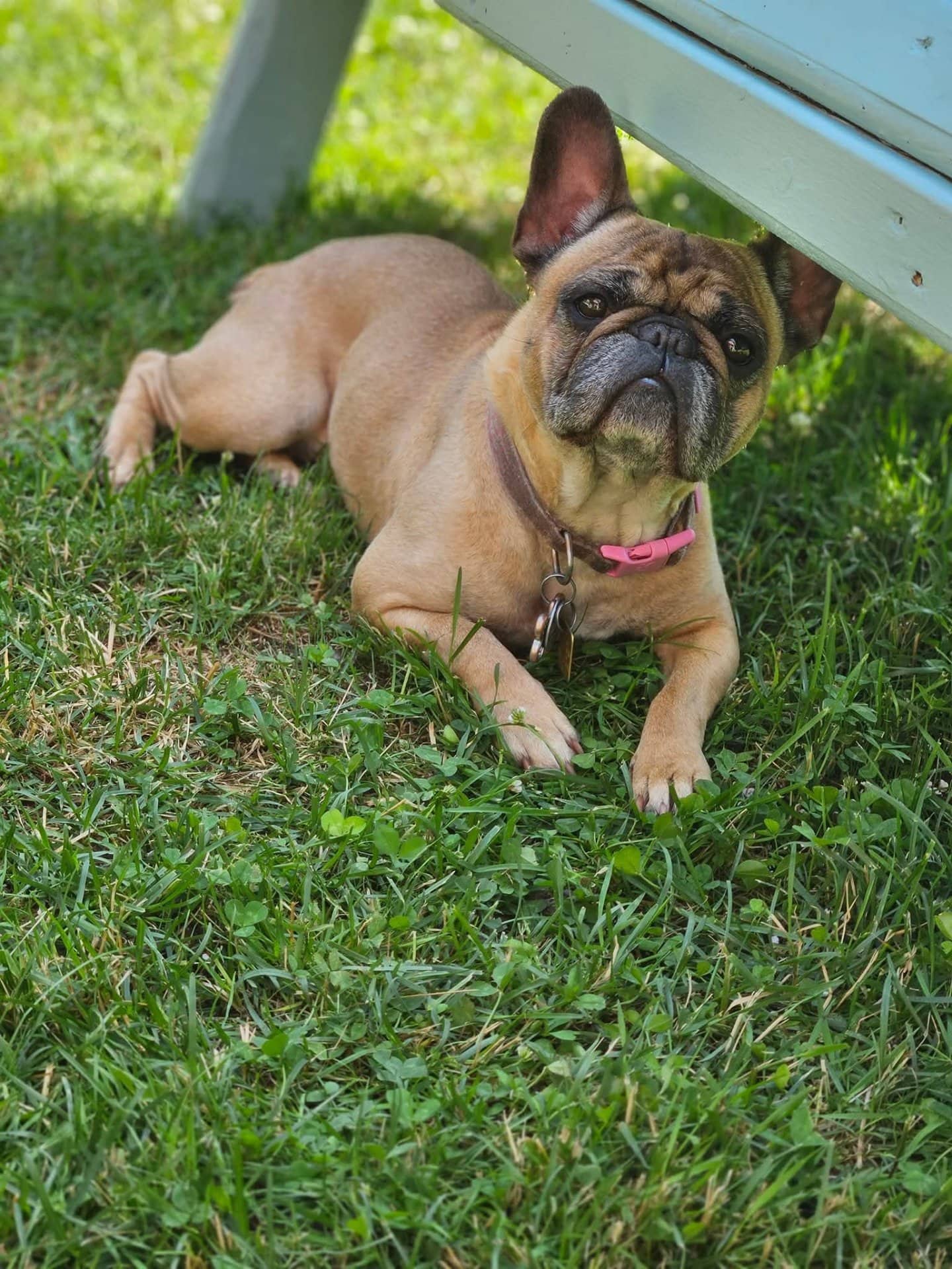 Lexi - French Bulldog available for adoption at Owner Rehoming in Sarnia (1 of 2)