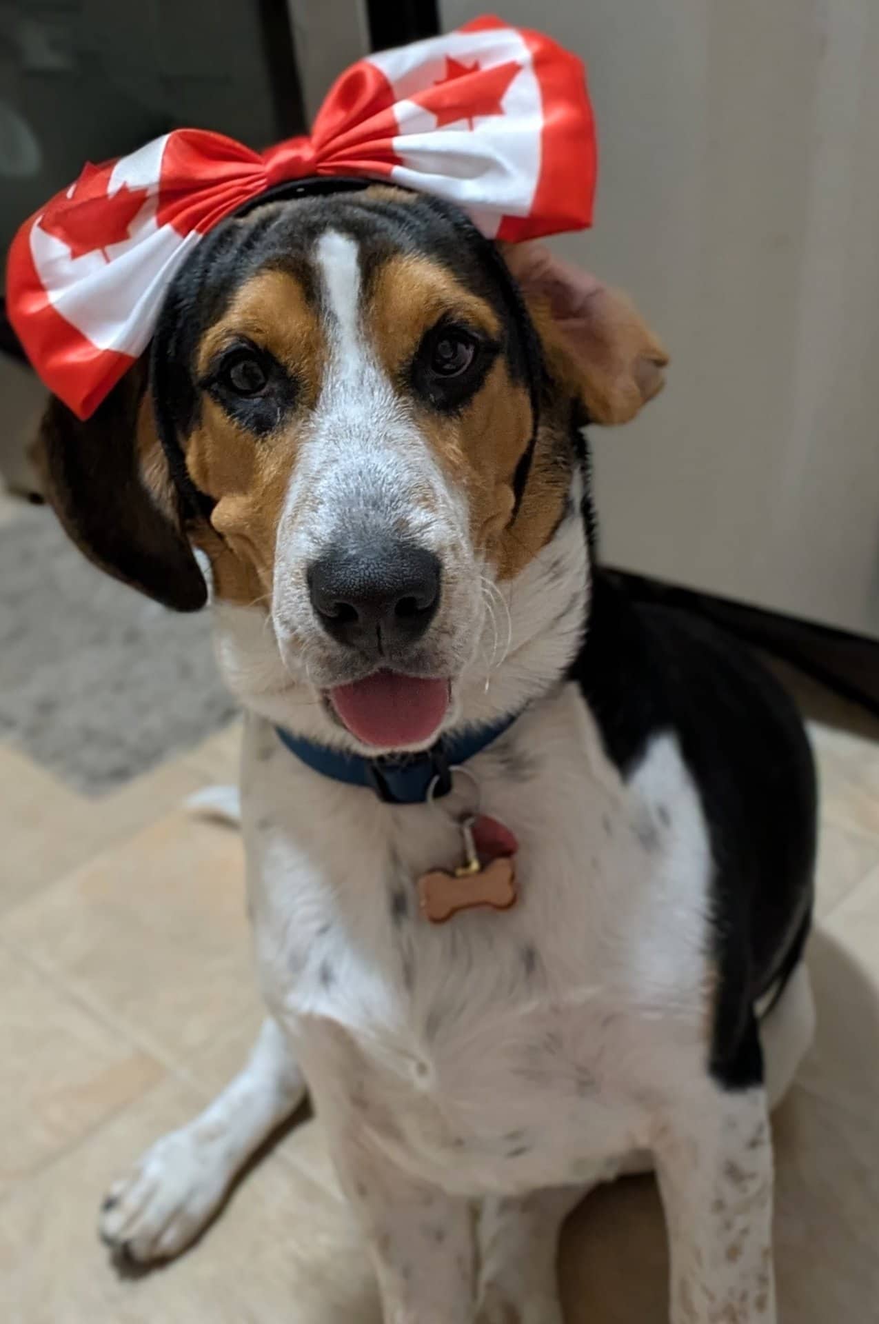 Snoopy - Beagle available for adoption at Owner Rehoming in Ottawa (1 of 5)