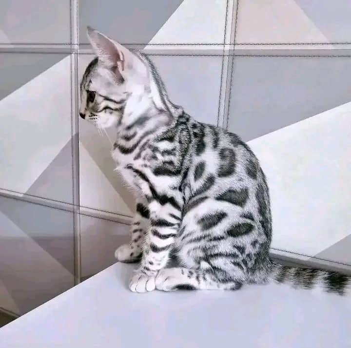 Lula - Bengal cat available for adoption at Owner Rehoming in Calgary (1 of 2)