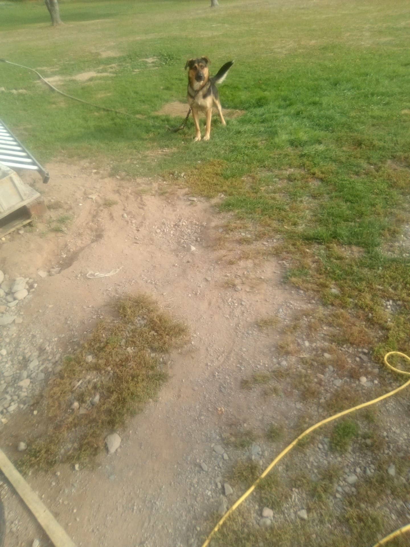 Tigger - German Shepherd/burnese available for adoption at Owner Rehoming in Oromocto