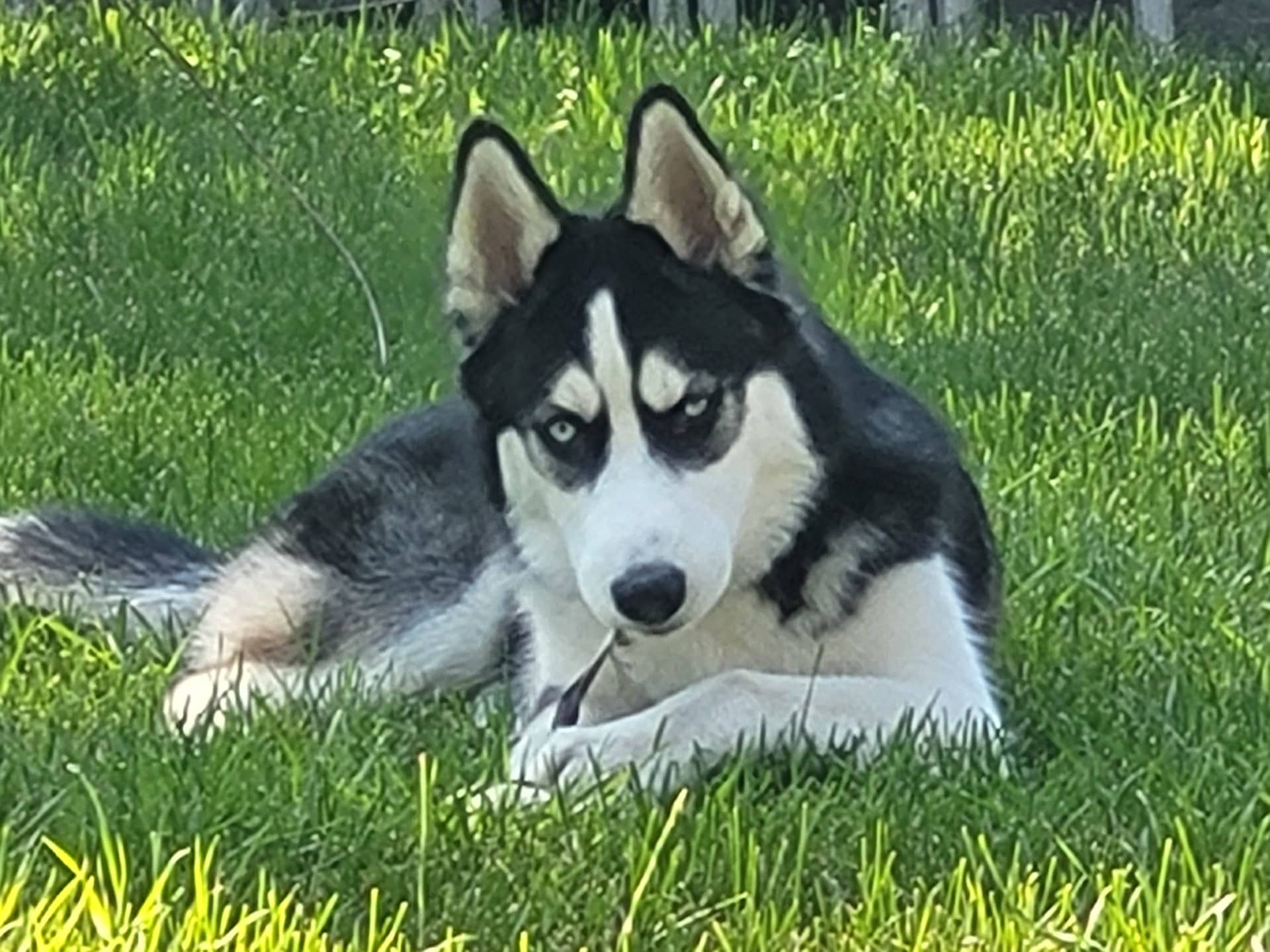 Buster - Siberian Husky available for adoption at Owner Rehoming in Saskatoon (1 of 3)