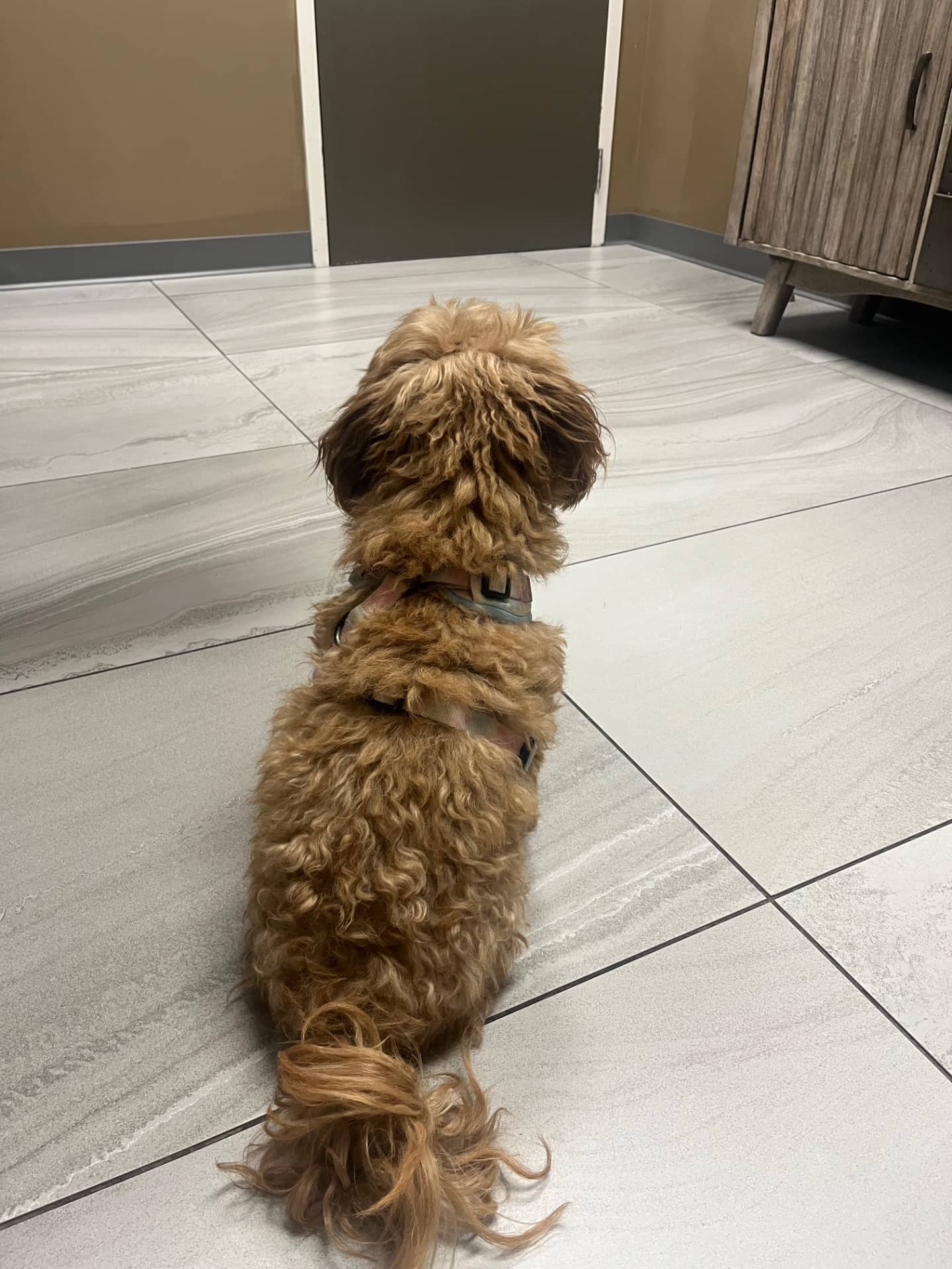 Ruby - Havanese poodle available for adoption at Owner Rehoming in Kitchener (1 of 5)