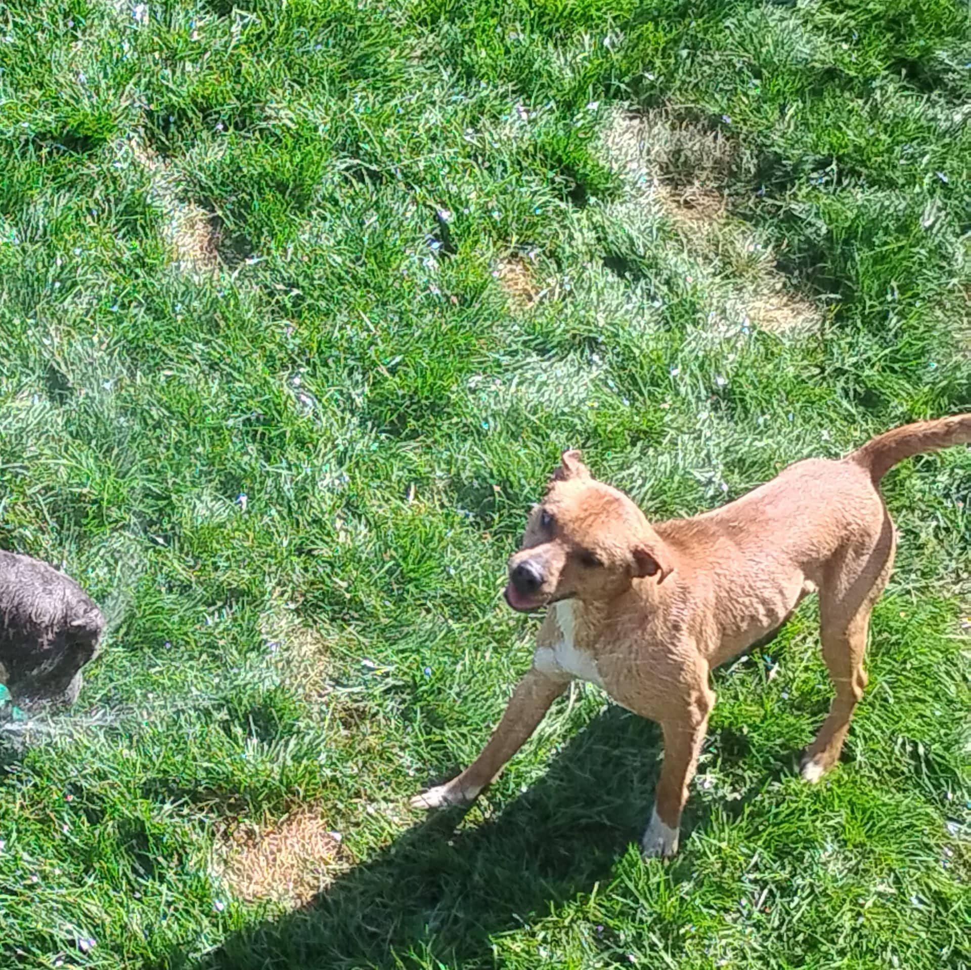 Ten (tengen) - German/bully available for adoption at Owner Rehoming in St. Catharines (1 of 3)