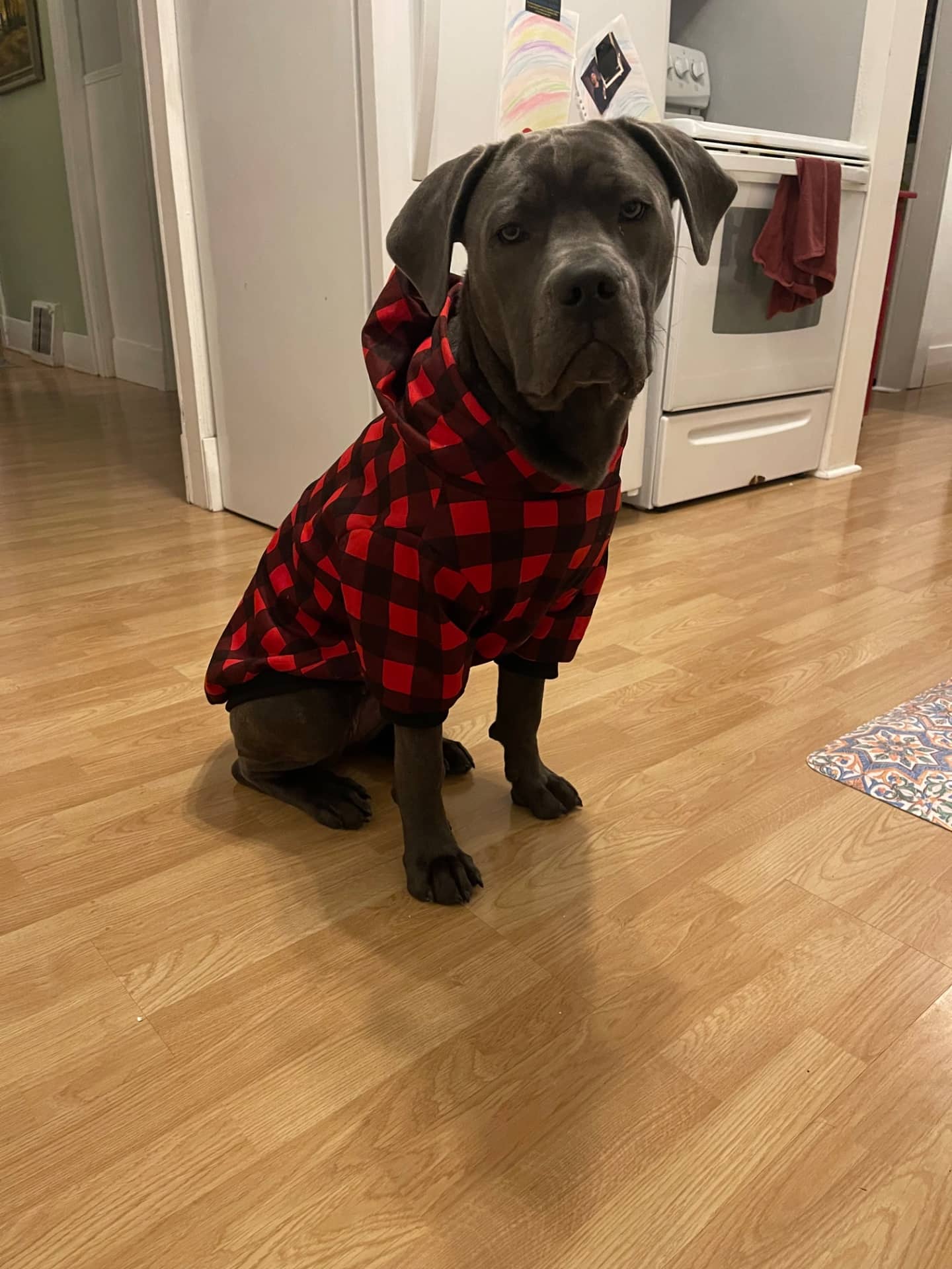 Yeti - Cane Corso available for adoption at Owner Rehoming in London (1 of 4)