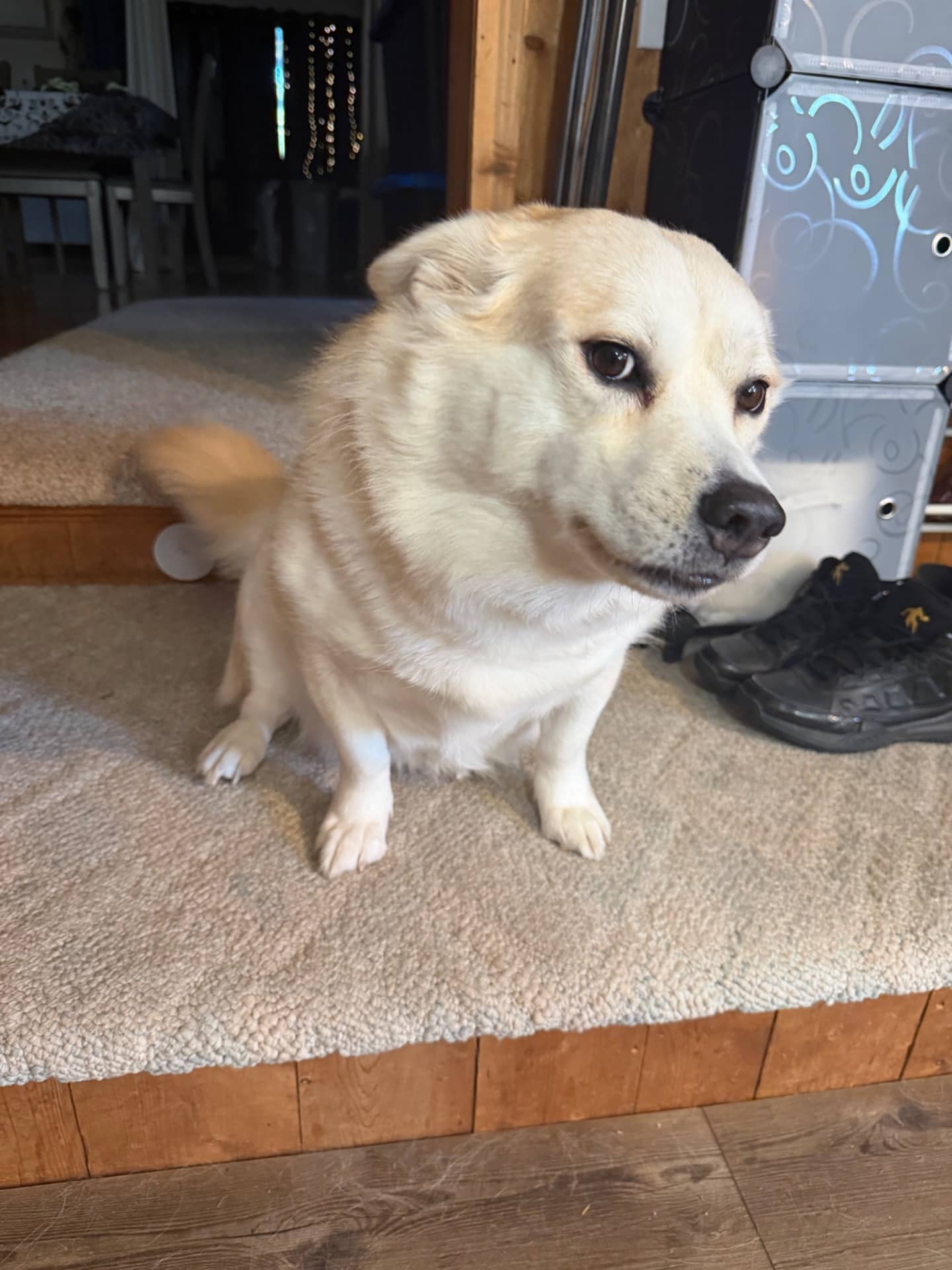 Hunni - Corgi husky available for adoption at Owner Rehoming in London (1 of 3)
