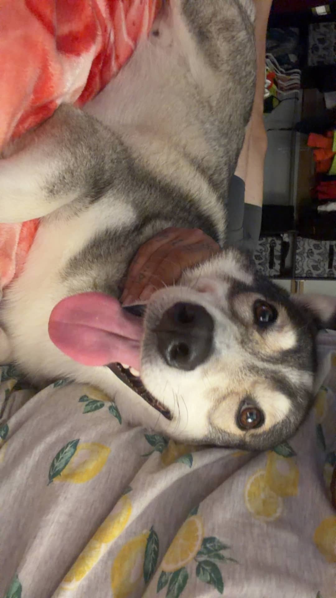 Badger - Corgi husky available for adoption at Owner Rehoming in London (1 of 2)