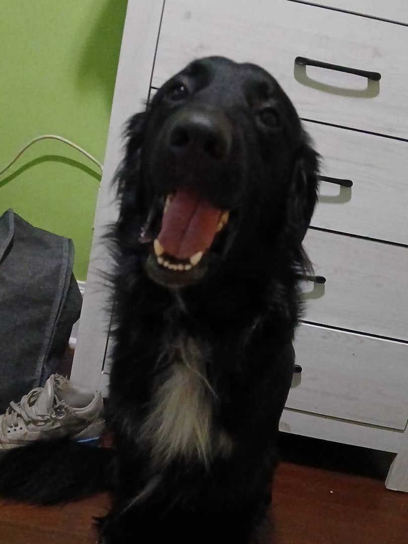 Demon - Mixed Breed available for adoption at Owner Rehoming in Hamilton