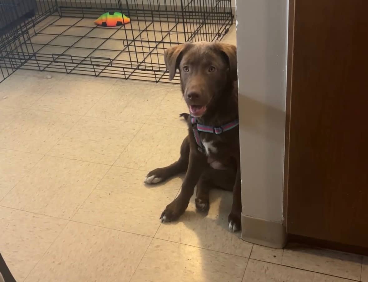Bear - Labrador mixed available for adoption at Owner Rehoming in Winnipeg