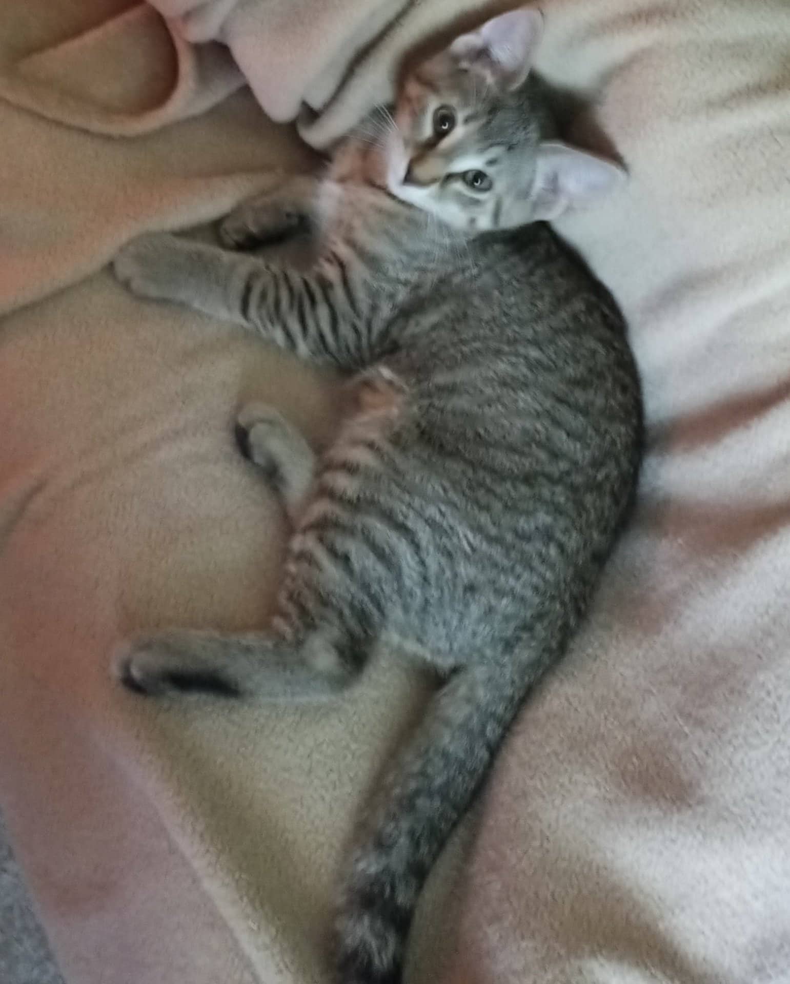 Not named - Bengal available for adoption