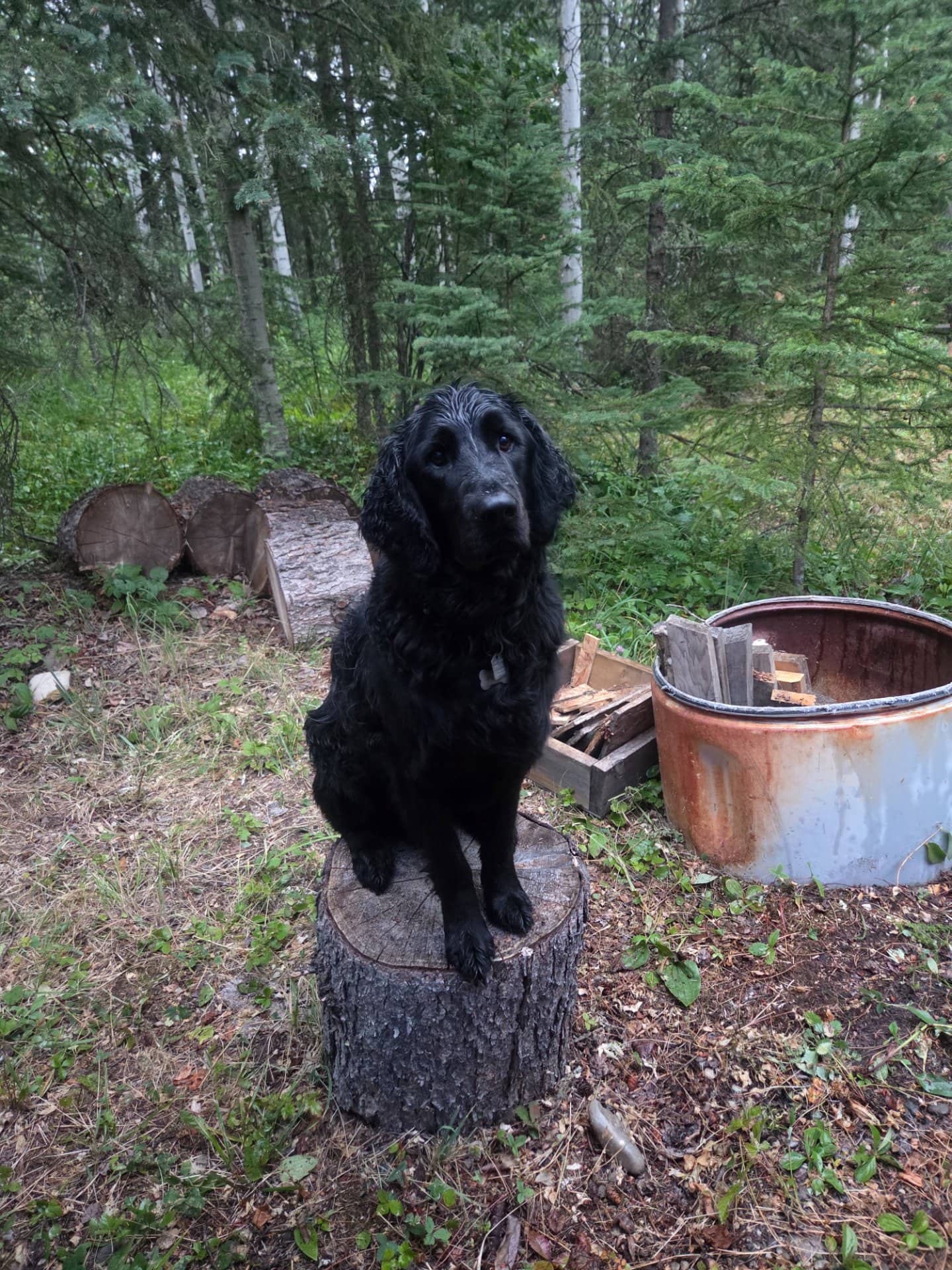 Pippin - Spangold Retriever available for adoption at Owner Rehoming in Calgary (1 of 5)
