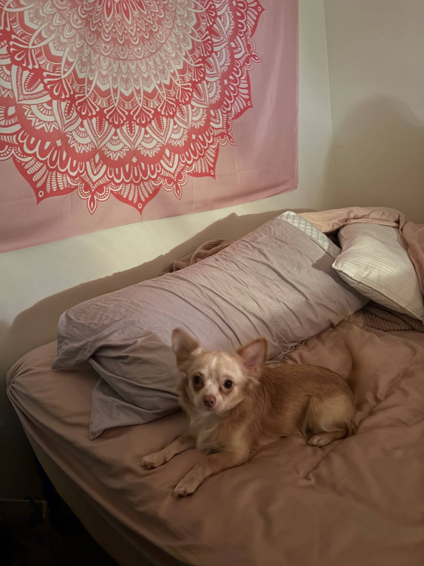 Latte - Chihuahua available for adoption at Owner Rehoming in Edmonton (1 of 3)