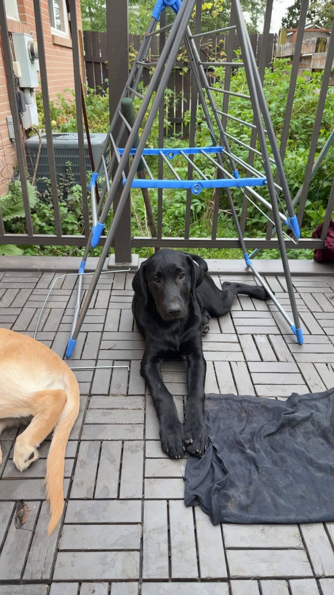 Orange - Labrador Retriever available for adoption at Owner Rehoming in Mississauga