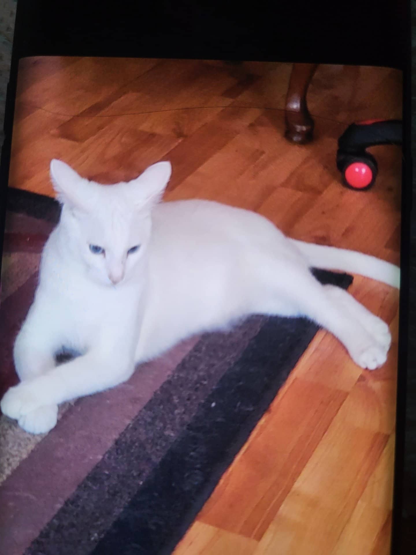 Miso - Domestic Shorthair available for adoption