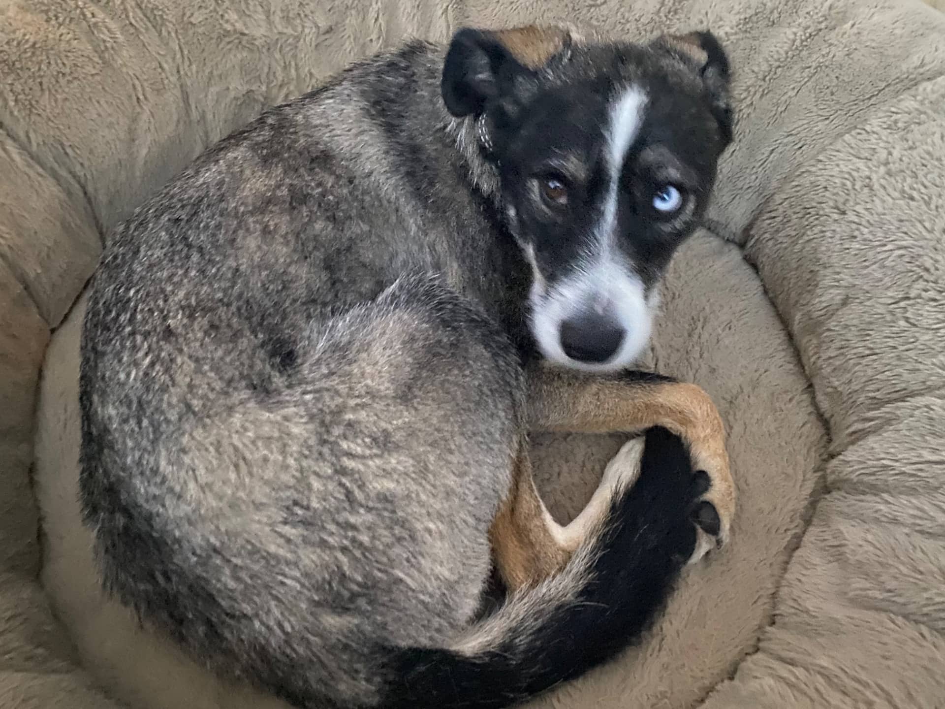Sparky - Mixed Breed available for adoption at Owner Rehoming in Winnipeg (1 of 4)