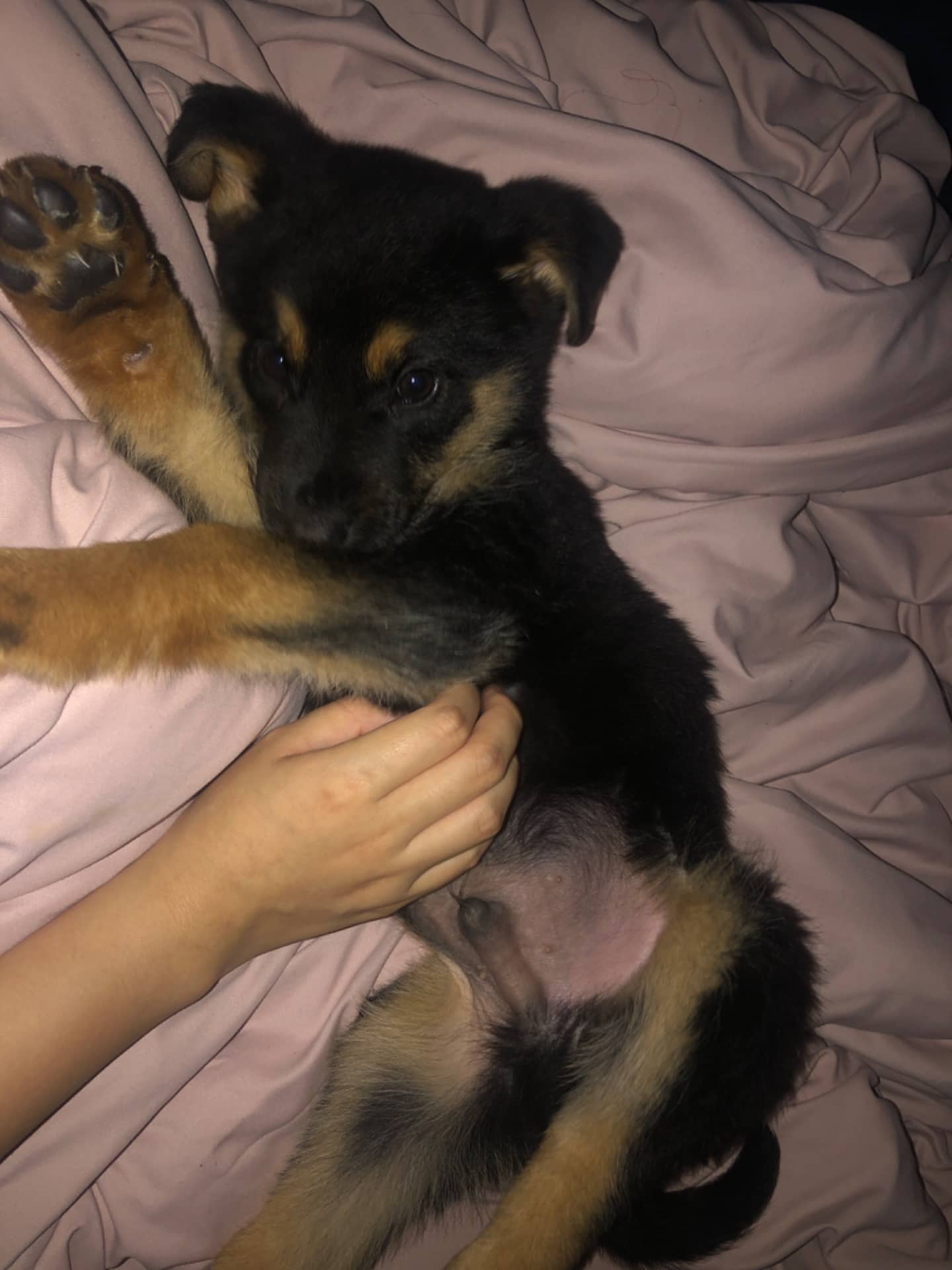 Khungus - Mixed Breed available for adoption at Owner Rehoming in Regina (1 of 5)