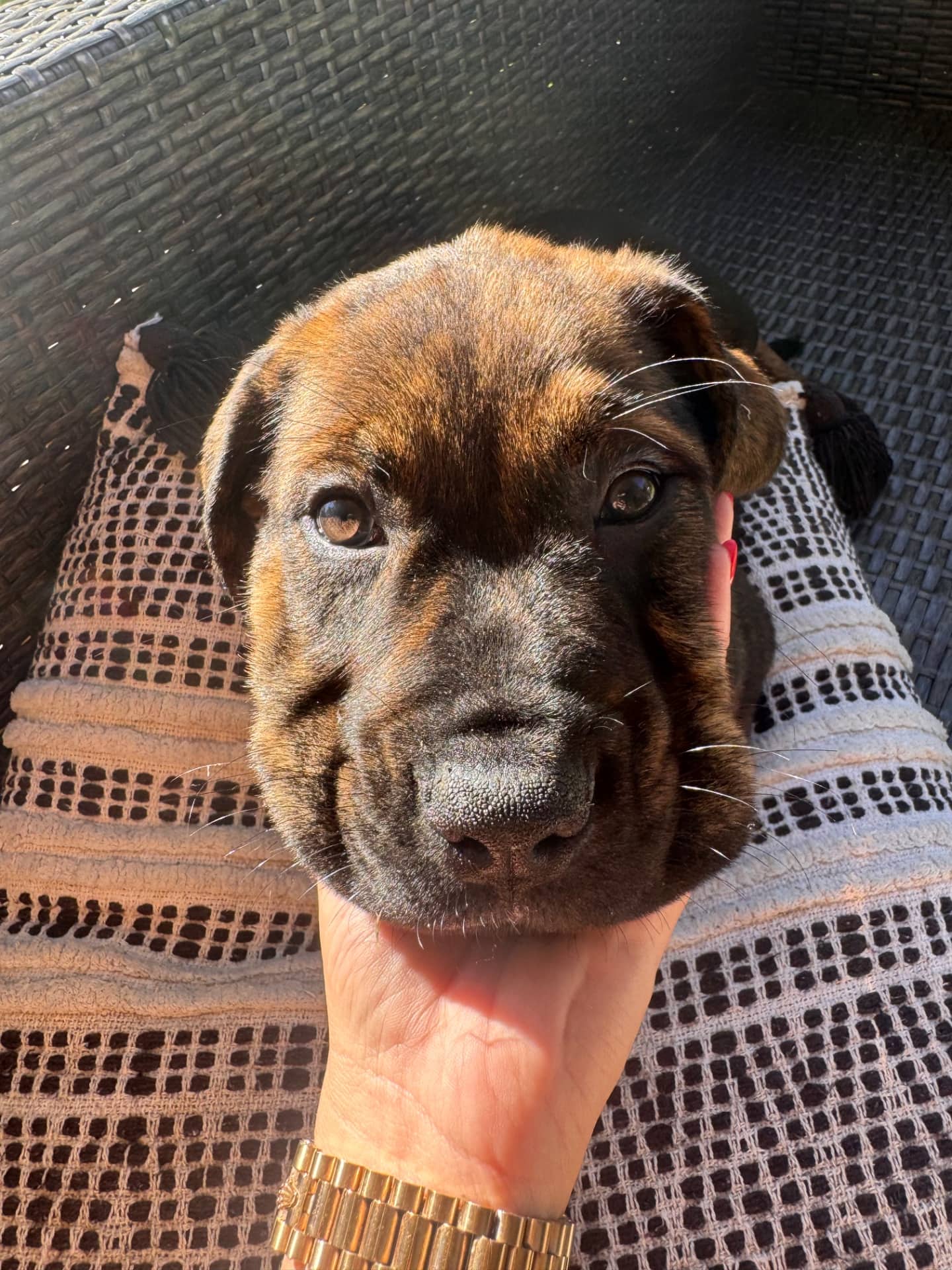Nash - Cane Corso& Belgium, German Shepherd available for adoption at Owner Rehoming in Toronto (1 of 5)