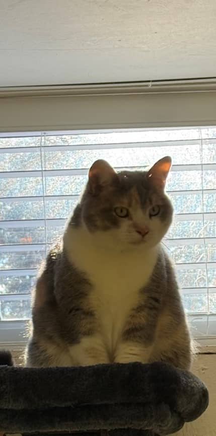Hazel - Domestic Shorthair available for adoption