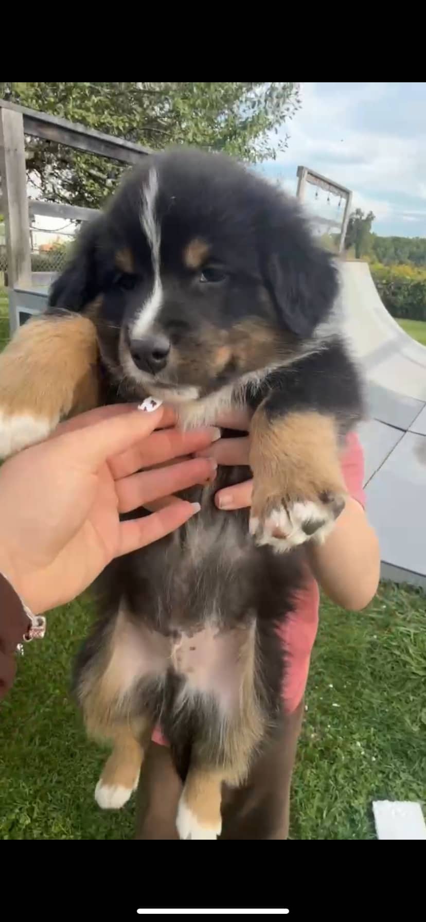 Hircine - Australian Shepherd available for adoption at Owner Rehoming in Belleville