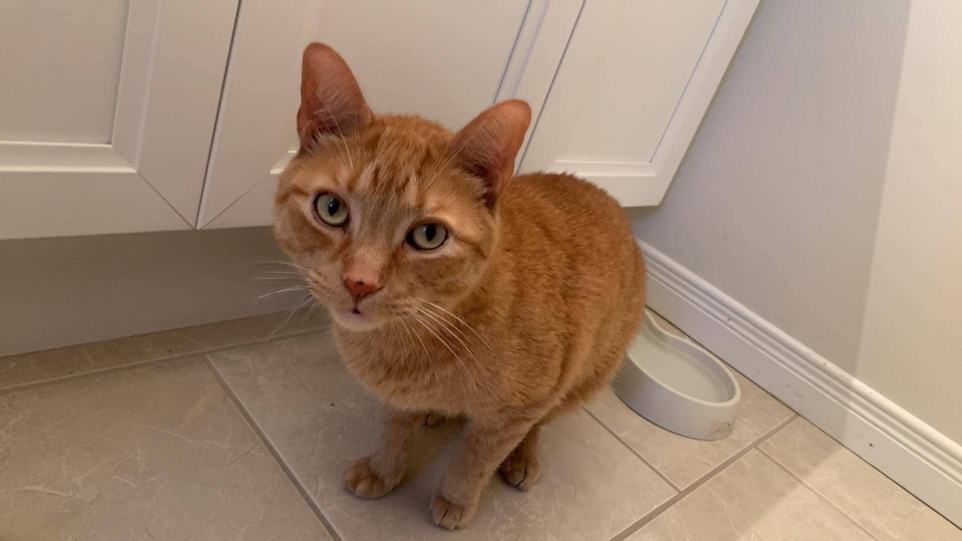 Ozzy - Domestic Short Hair available for adoption
