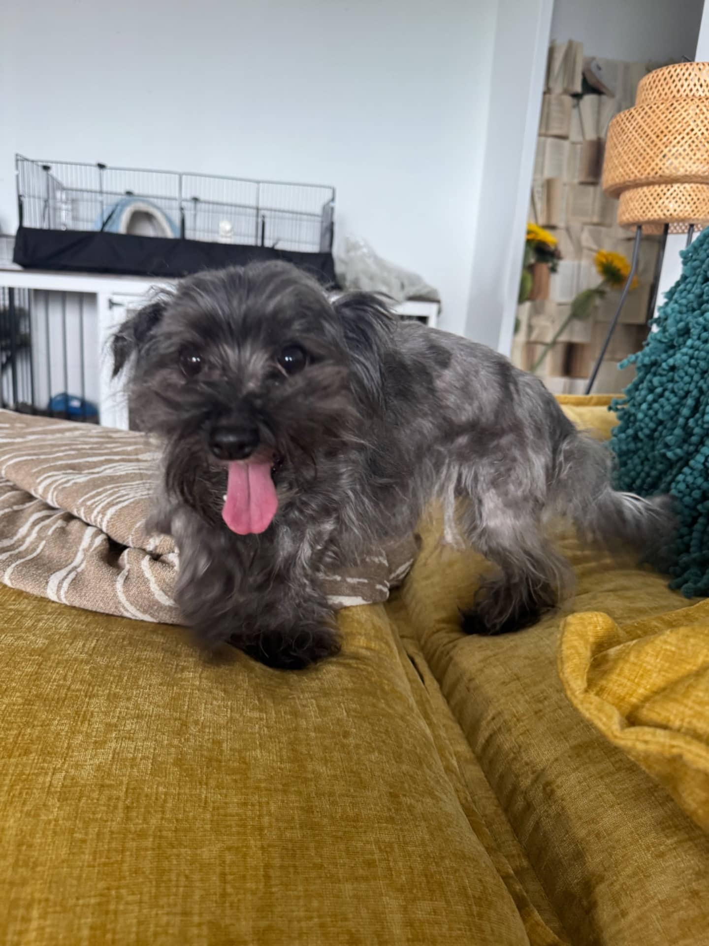Mochi - Yorkie Maltese Mix available for adoption at Owner Rehoming in Mississauga (1 of 3)