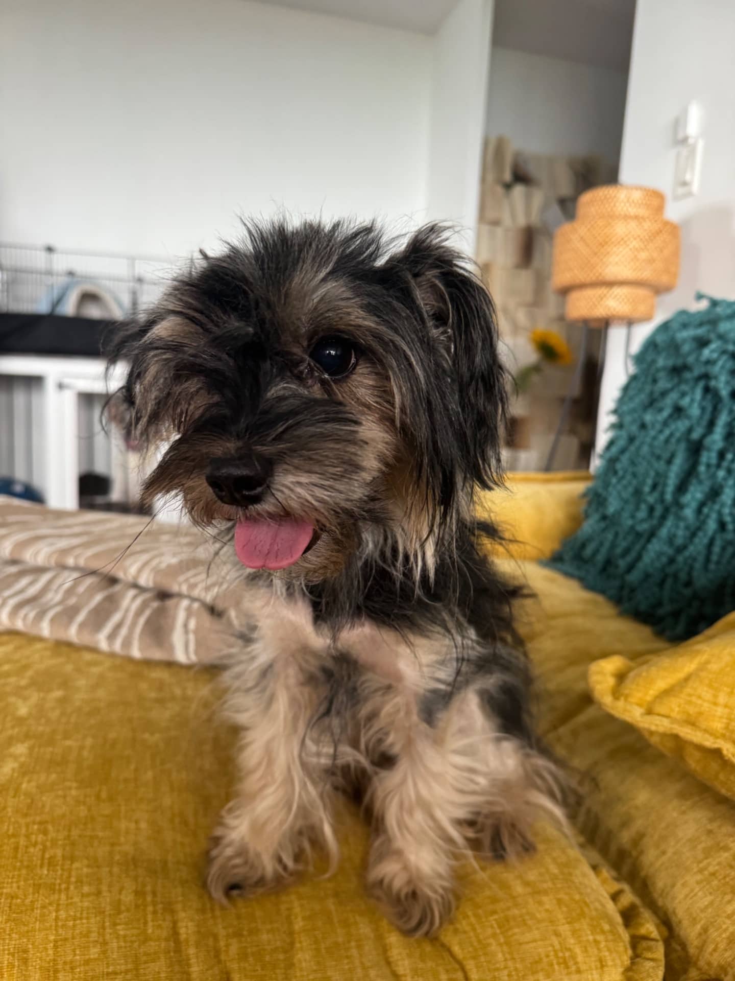 Koa - Yorkshire Terrier available for adoption at Owner Rehoming in Mississauga (1 of 3)