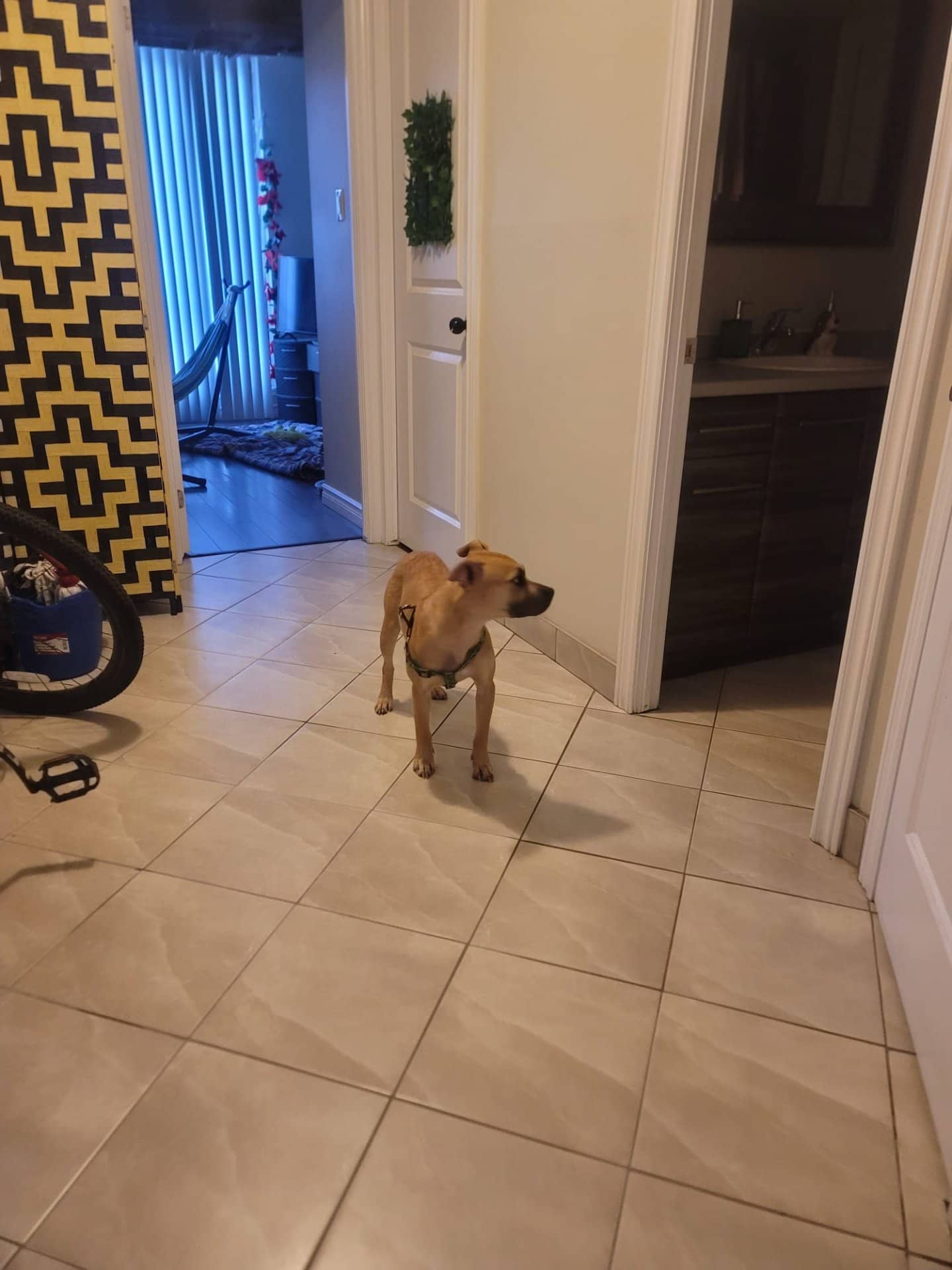 Luna - Mixed available for adoption at Owner Rehoming in Mississauga (1 of 2)