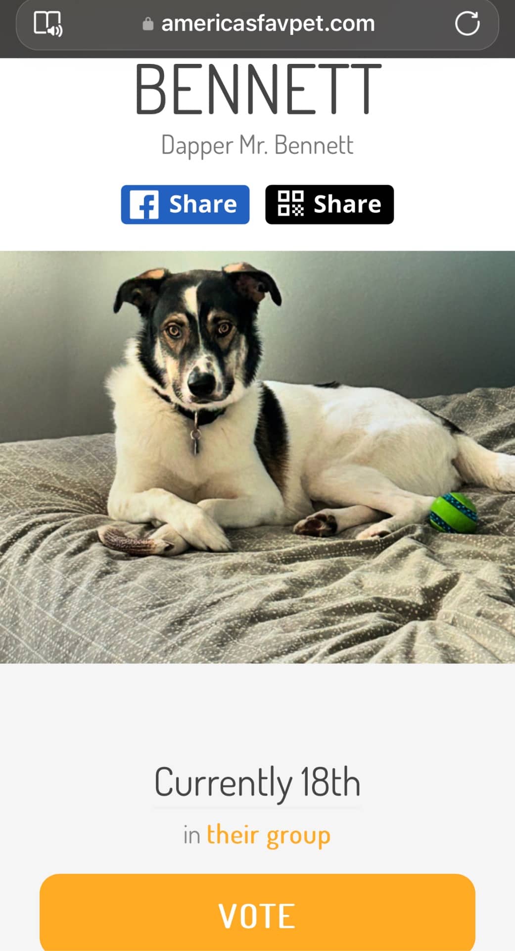 Bennett - Sheppard Herding Dog available for adoption at Owner Rehoming in Saskatoon