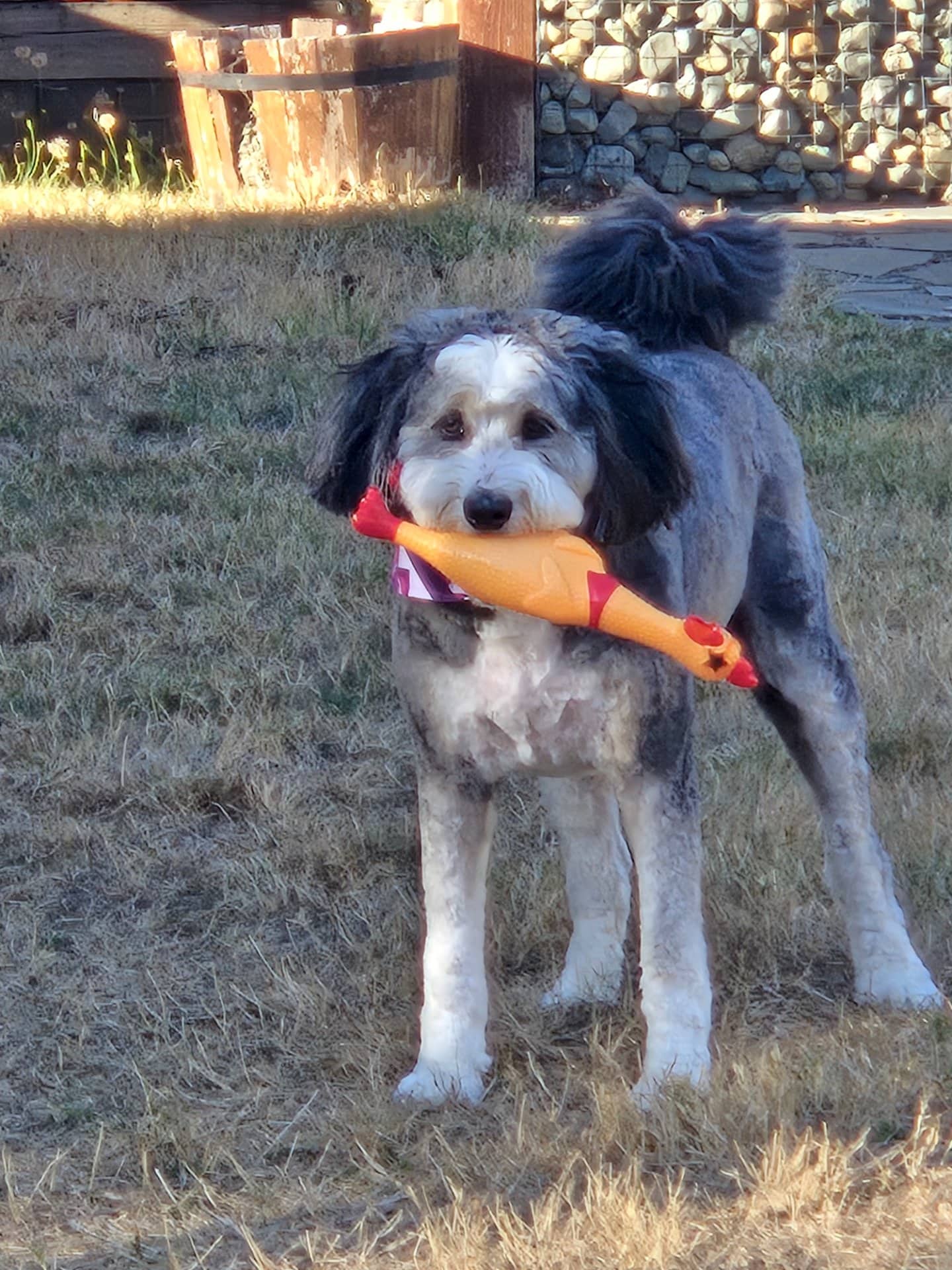 Miya - Mixed Breed (Bernedoodle) available for adoption at Owner Rehoming in Duncan (1 of 3)