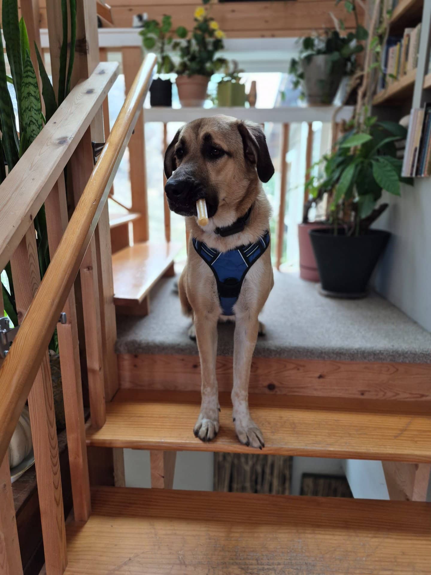 Chester - Mixed Breed, German Shepherd mom available for adoption at Owner Rehoming in Castlegar (1 of 4)