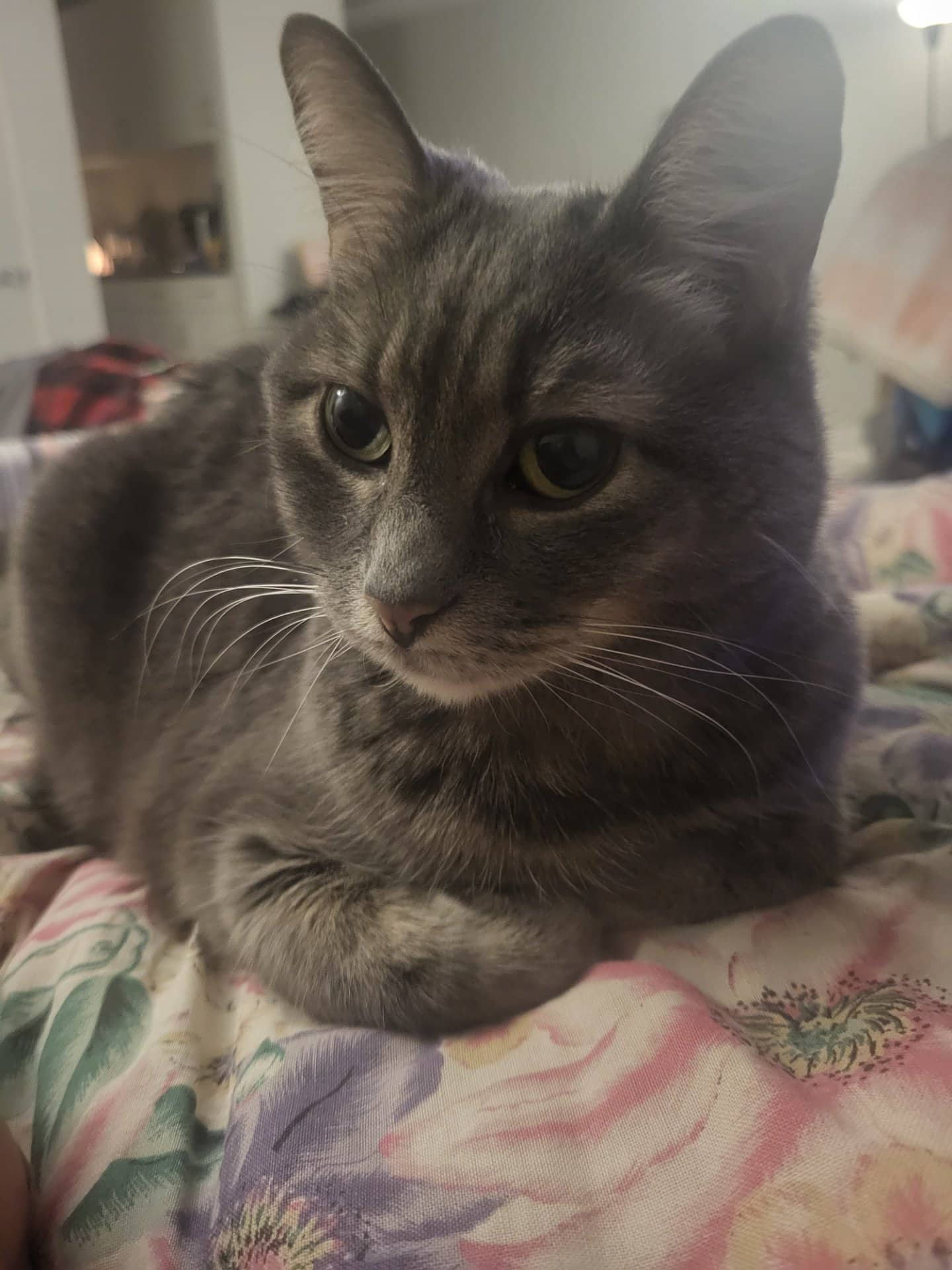 Nepeta - Domestic Shorthair available for adoption