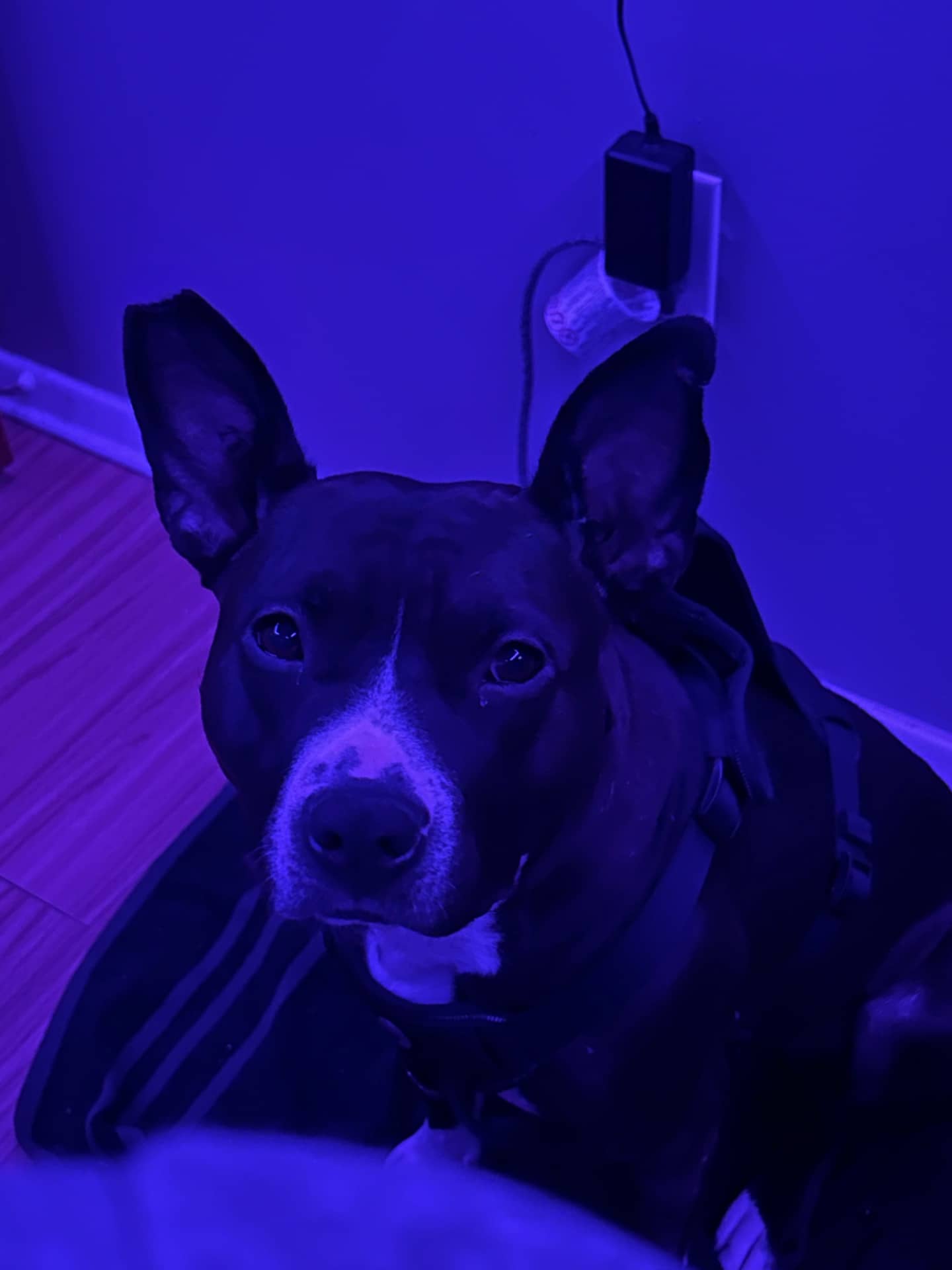 Sage - Pitbull cross available for adoption at Owner Rehoming in Edmonton (1 of 5)