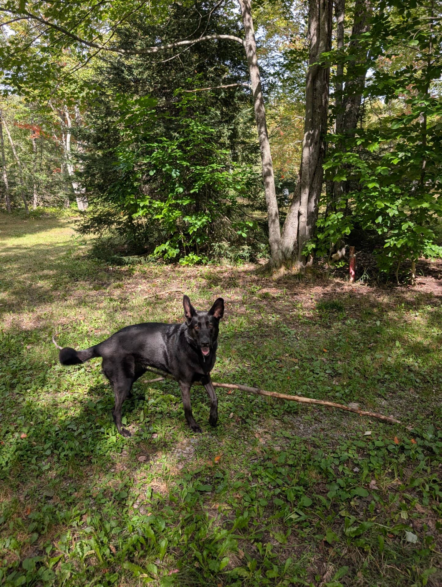 Sunny - lab/shepherd mix available for adoption at Owner Rehoming in Sault Ste Marie (1 of 4)