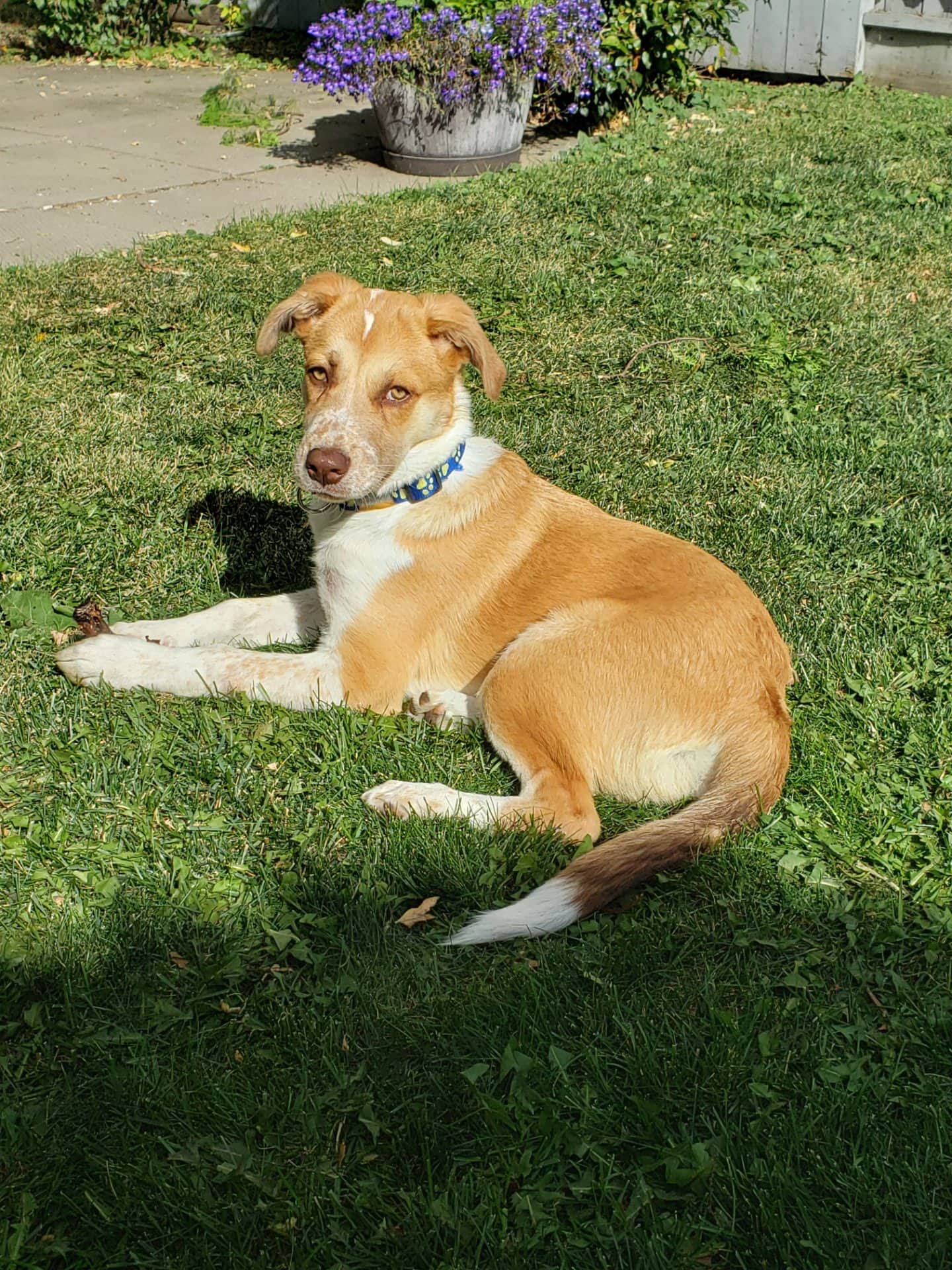 Leo - Australian shepherd mix available for adoption at Owner Rehoming in Edmonton (1 of 3)