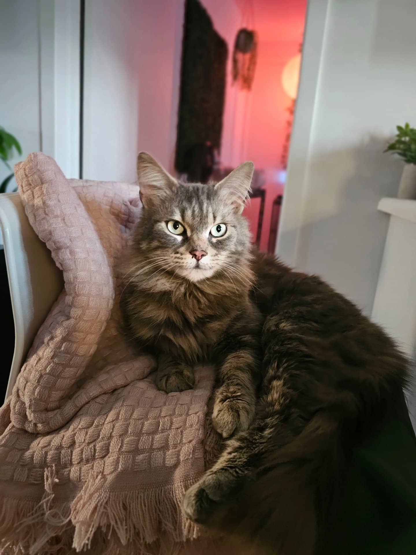 Misoo - Domestic Medium Hair cat available for adoption at Owner Rehoming in Quebec City (1 of 3)