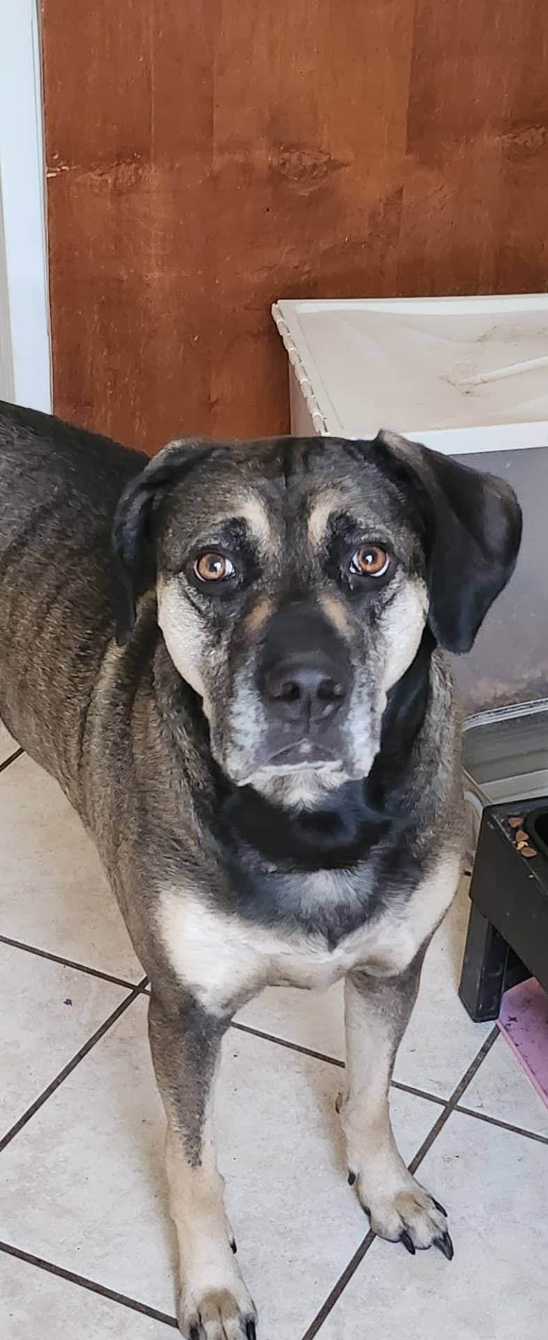 Stella - Cataoula cur available for adoption at Owner Rehoming in Calgary (1 of 5)