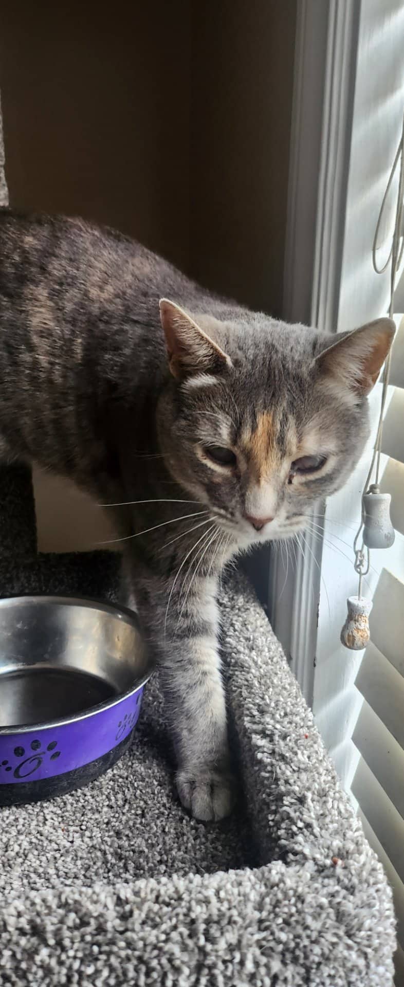 Raspberry Pop-Tart - Domestic Shorthair cat available for adoption at Owner Rehoming in Calgary (1 of 5)