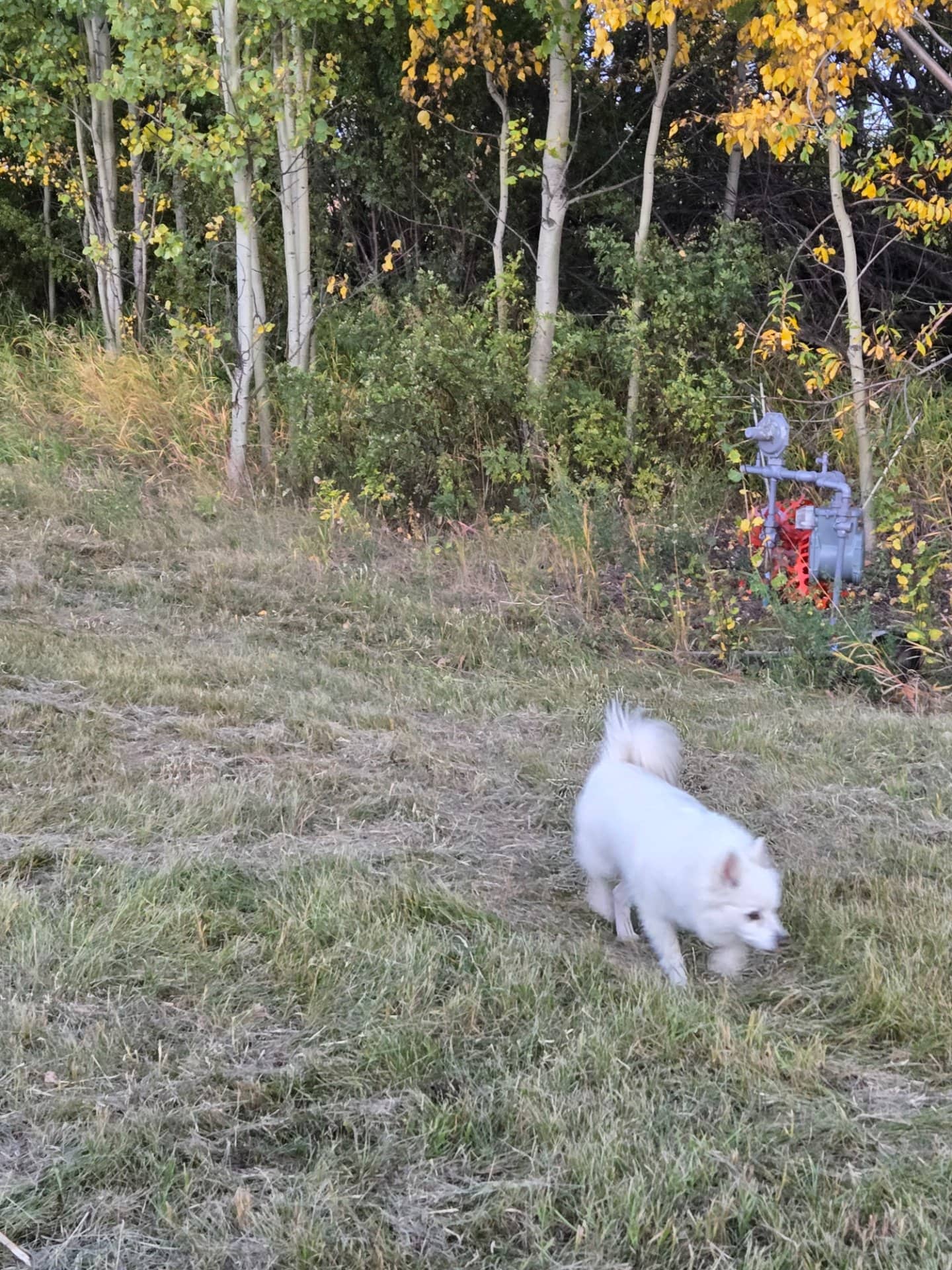 Koda - Miniture american eskimo available for adoption at Owner Rehoming in Grande Prairie (1 of 5)
