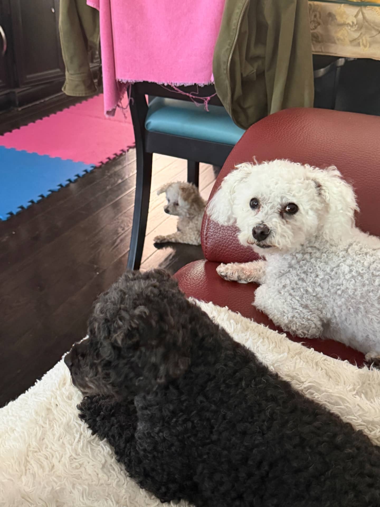 Coco - Maltese Poodle available for adoption at Owner Rehoming in Toronto (1 of 5)