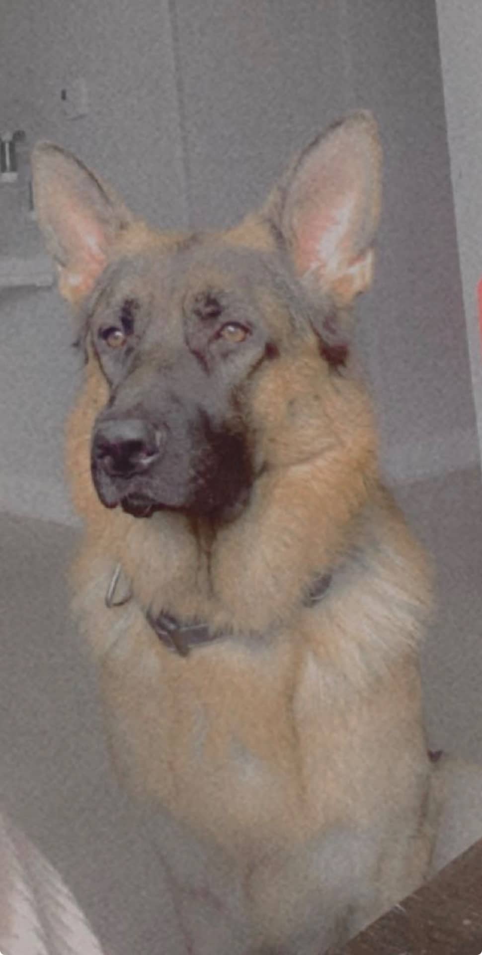 Alex - German Shepherd available for adoption at Owner Rehoming in Toronto (1 of 3)