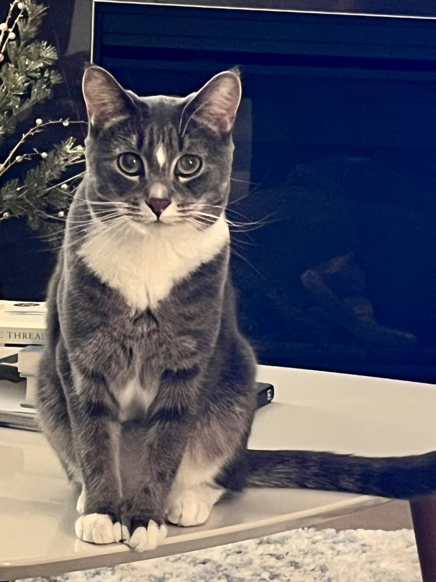Frankie - Domestic Shorthair available for adoption