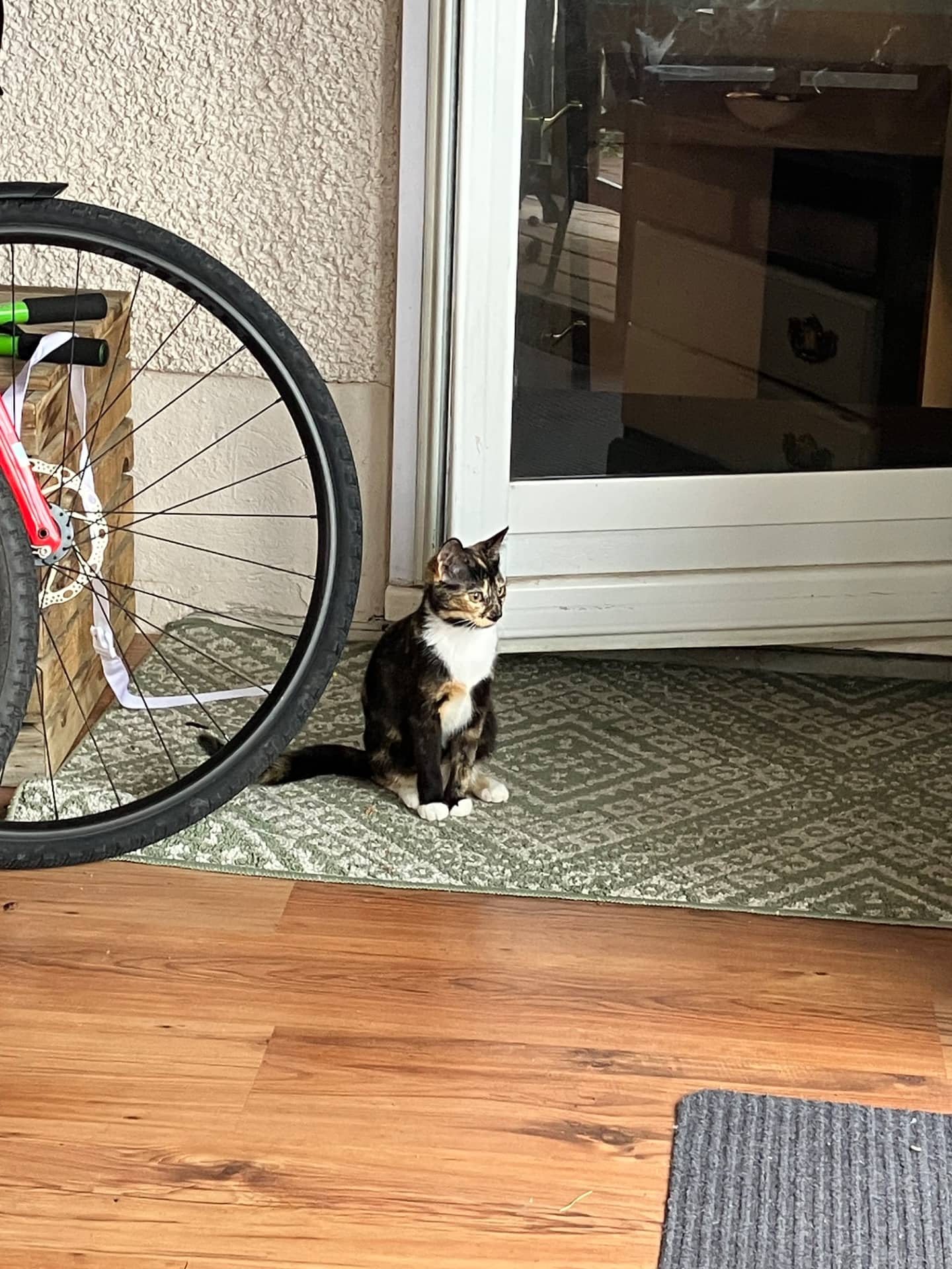 Lua - Domestic Shorthair available for adoption