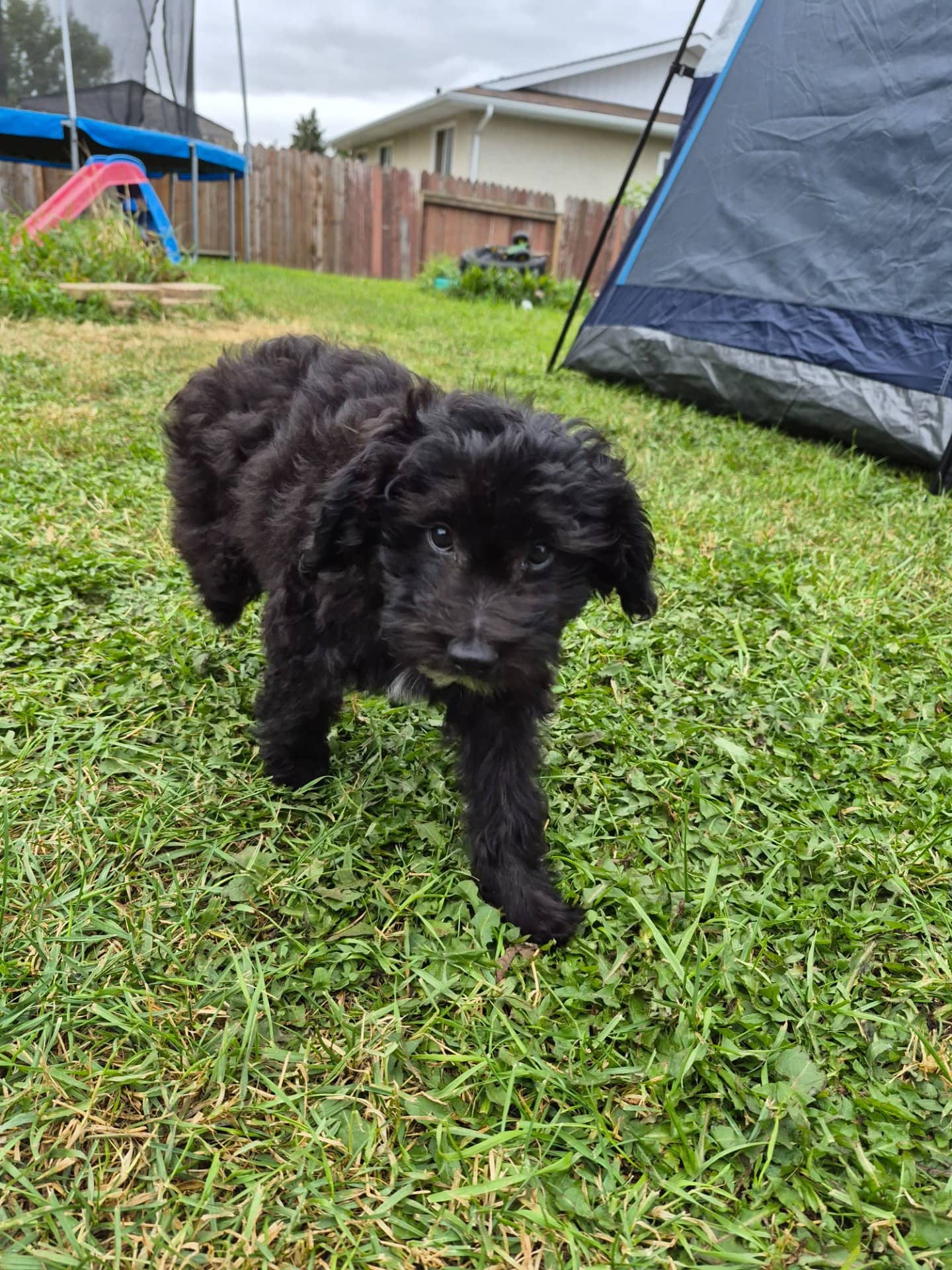 Peanut - Poodle x chinese crested available for adoption at Owner Rehoming in Edmonton (1 of 3)
