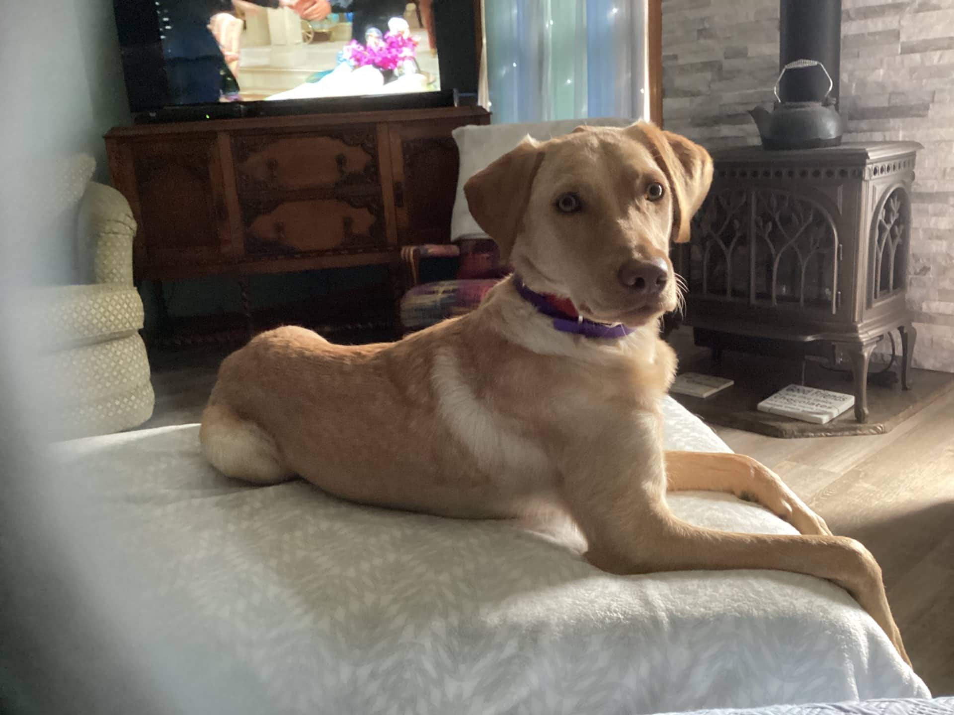 Maizie - Labrador Retriever available for adoption at Owner Rehoming in Kingston